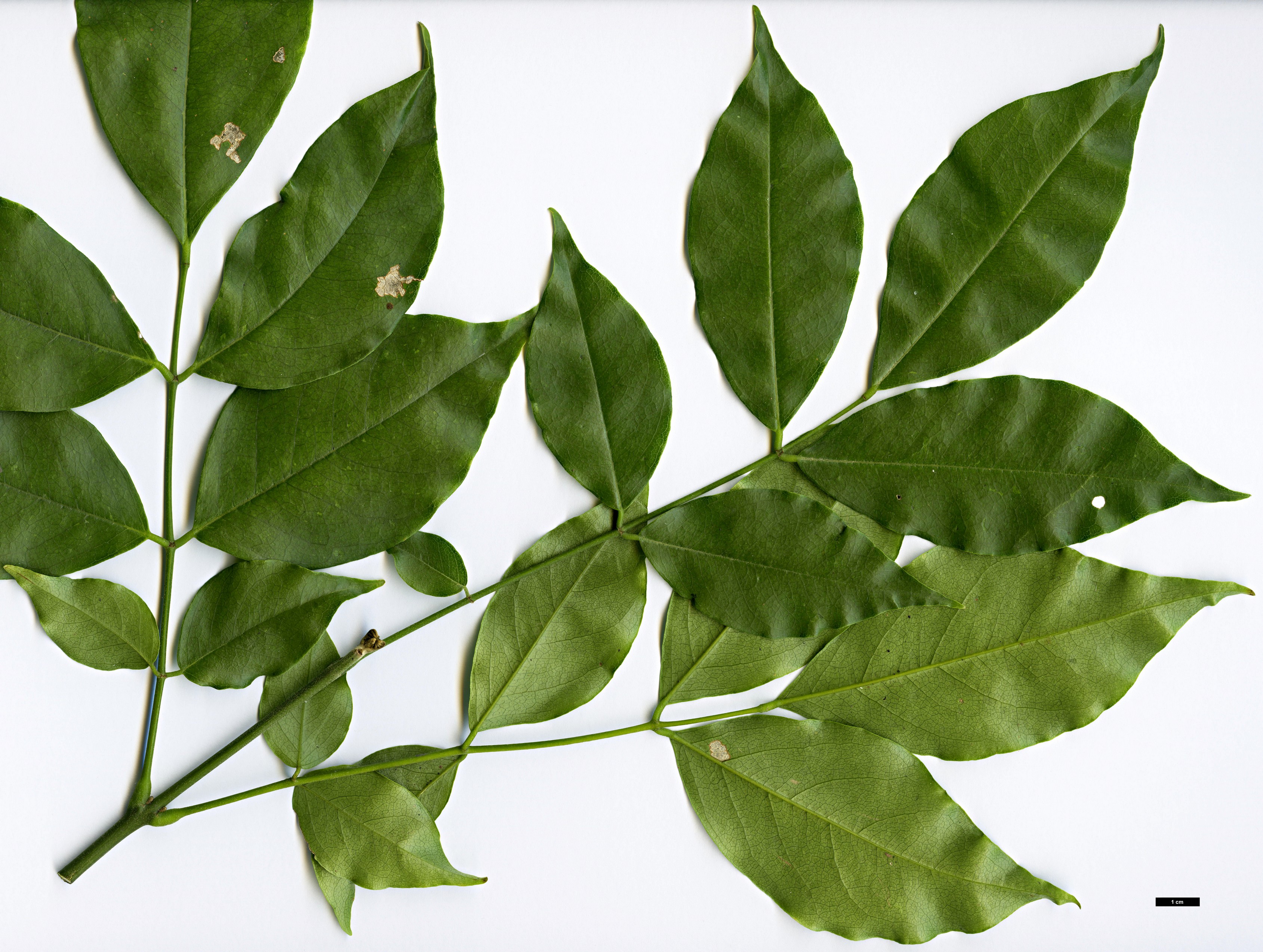 High resolution image: Family: Fabaceae - Genus: Ormosia - Taxon: hosiei