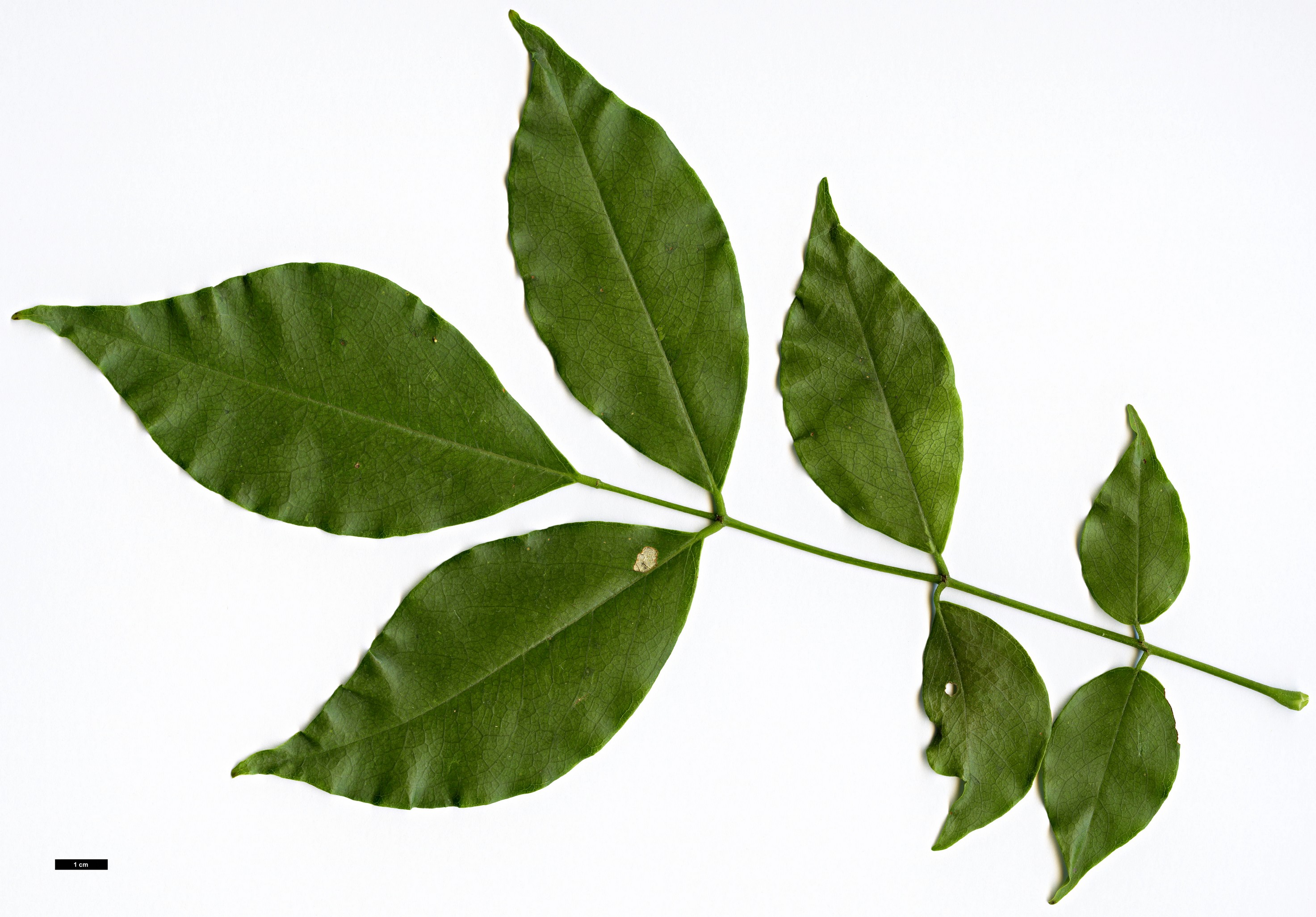 High resolution image: Family: Fabaceae - Genus: Ormosia - Taxon: hosiei