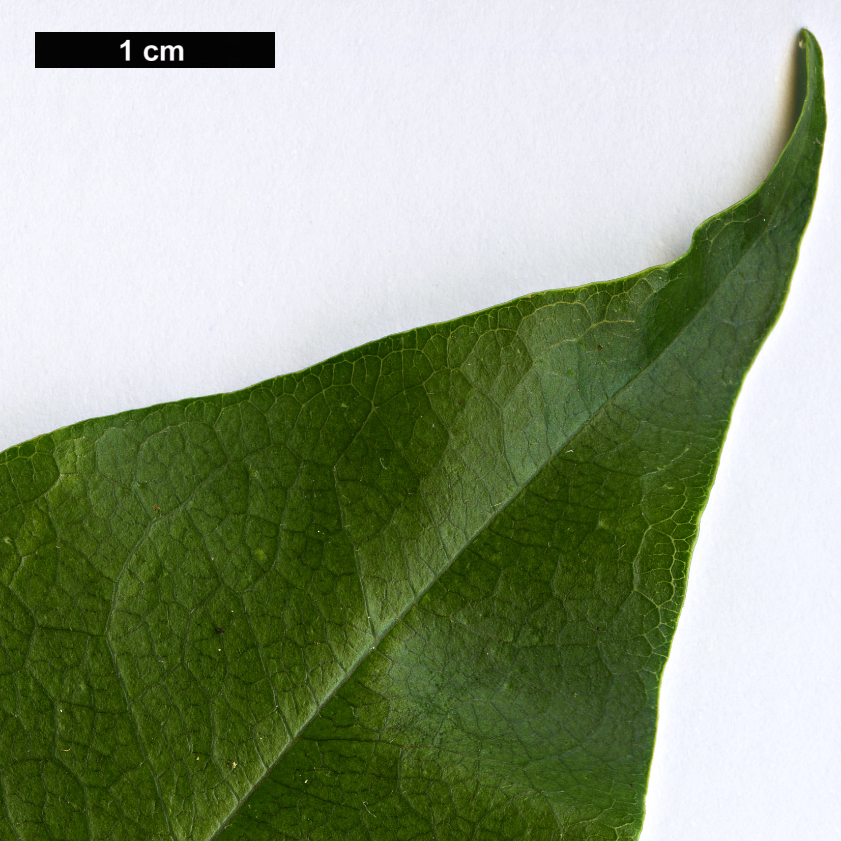 High resolution image: Family: Fabaceae - Genus: Ormosia - Taxon: hosiei