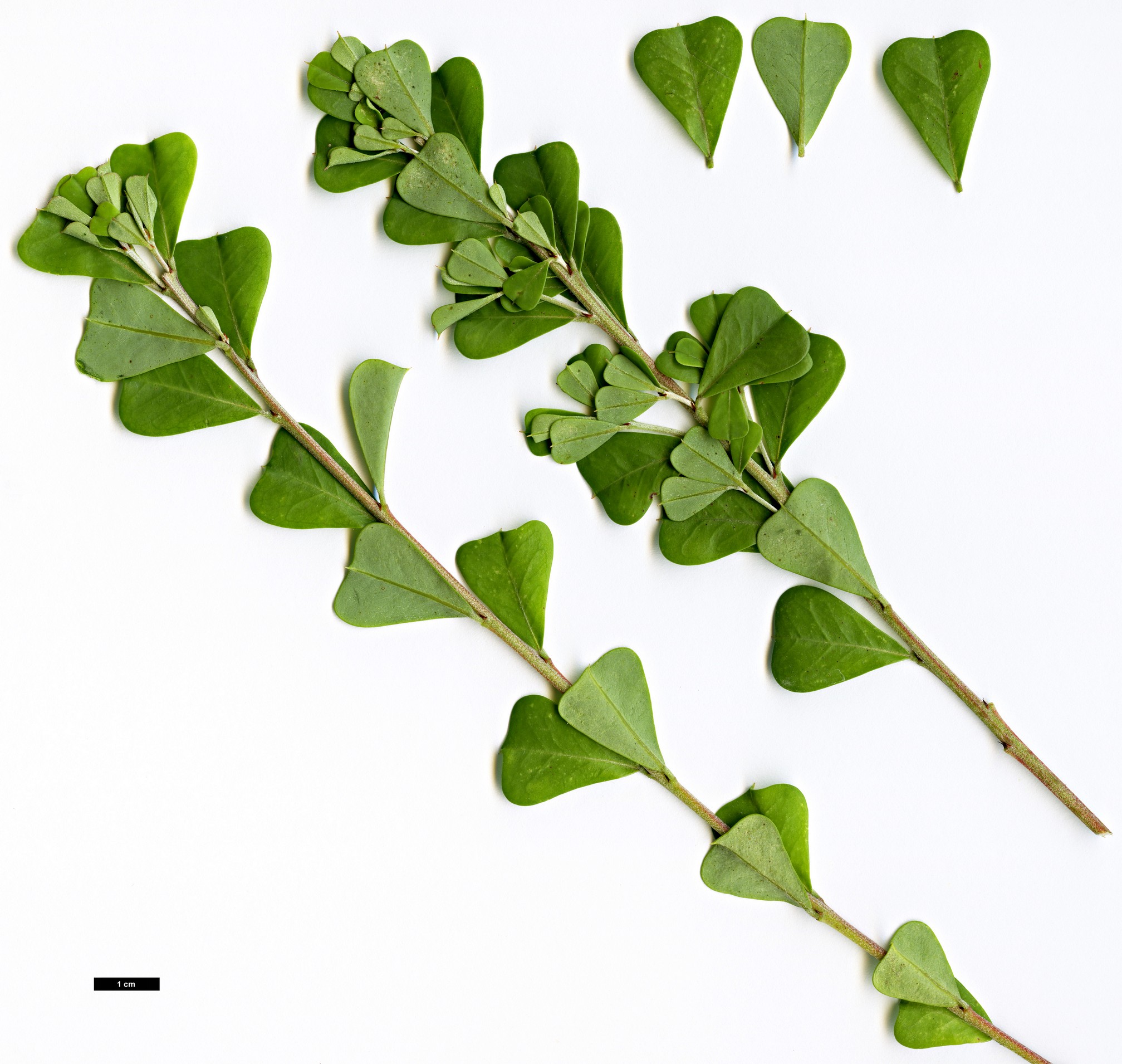 High resolution image: Family: Fabaceae - Genus: Pultenaea - Taxon: daphnoides