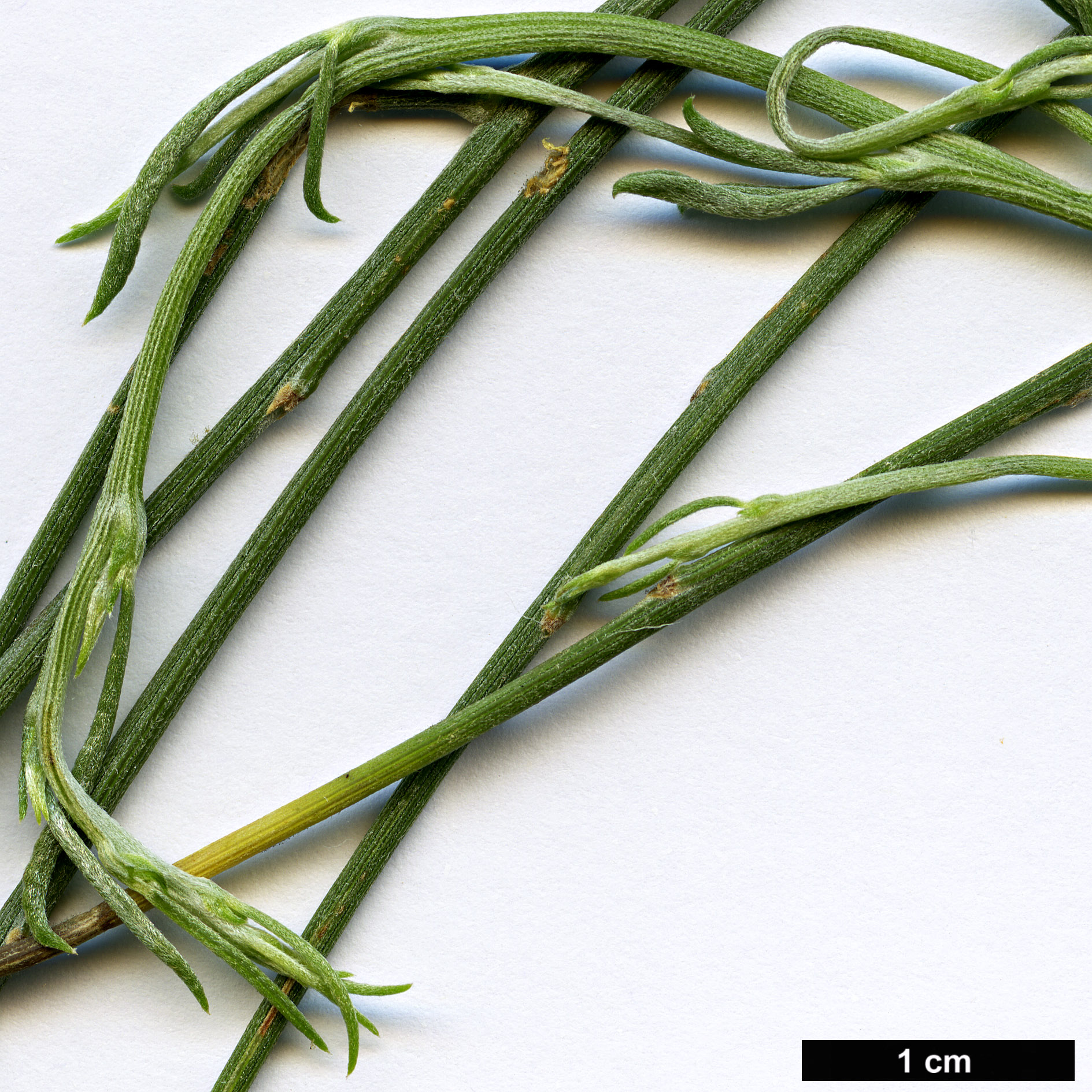 High resolution image: Family: Fabaceae - Genus: Retama - Taxon: raetam