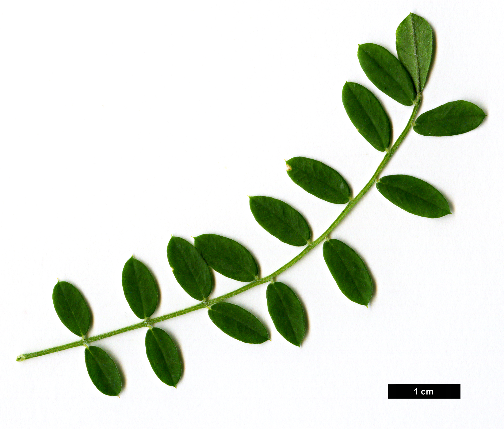 High resolution image: Family: Fabaceae - Genus: Sophora - Taxon: davidii High resolution image: Family: Fabaceae - Genus: Sophora - Taxon: davidii