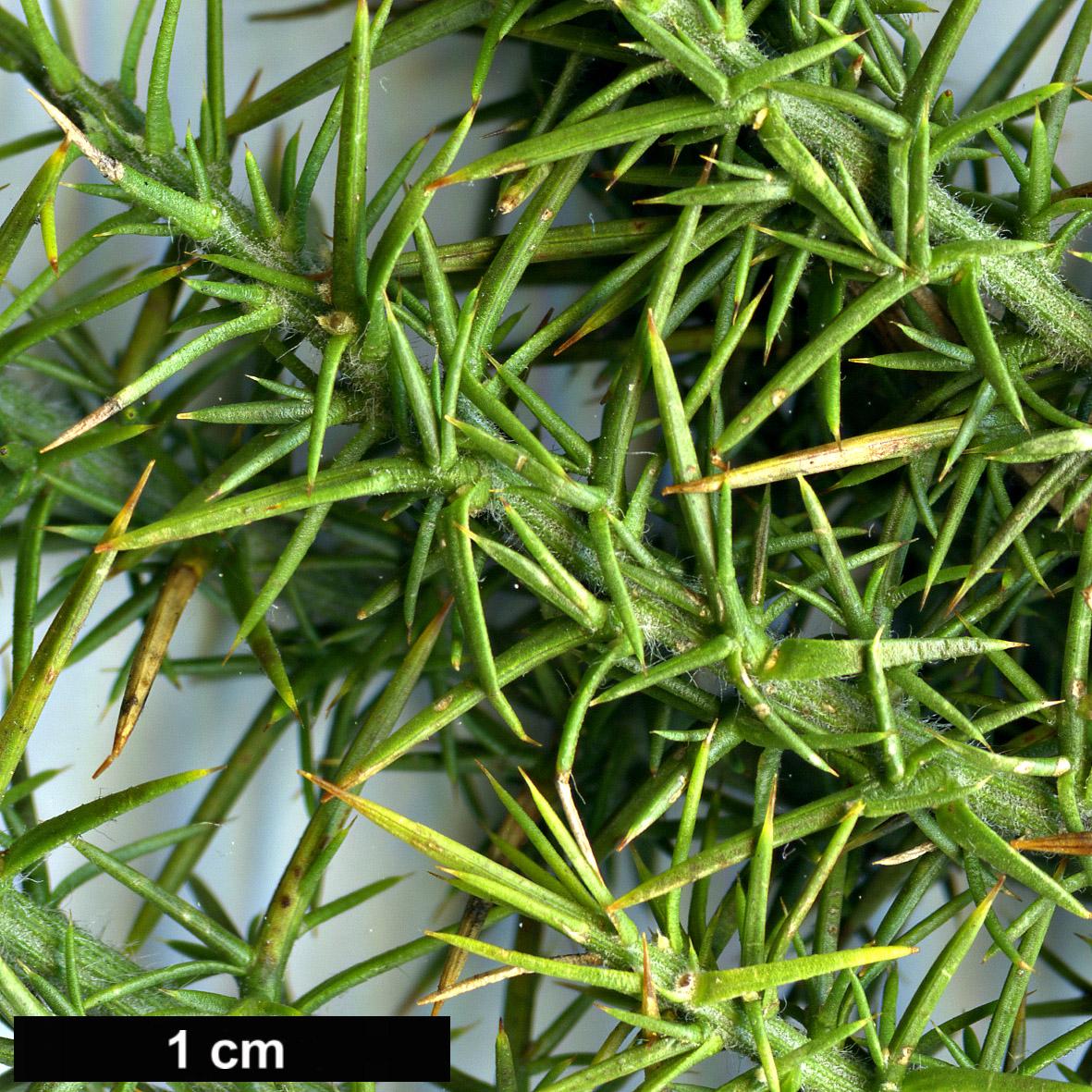 High resolution image: Family: Fabaceae - Genus: Ulex - Taxon: minor