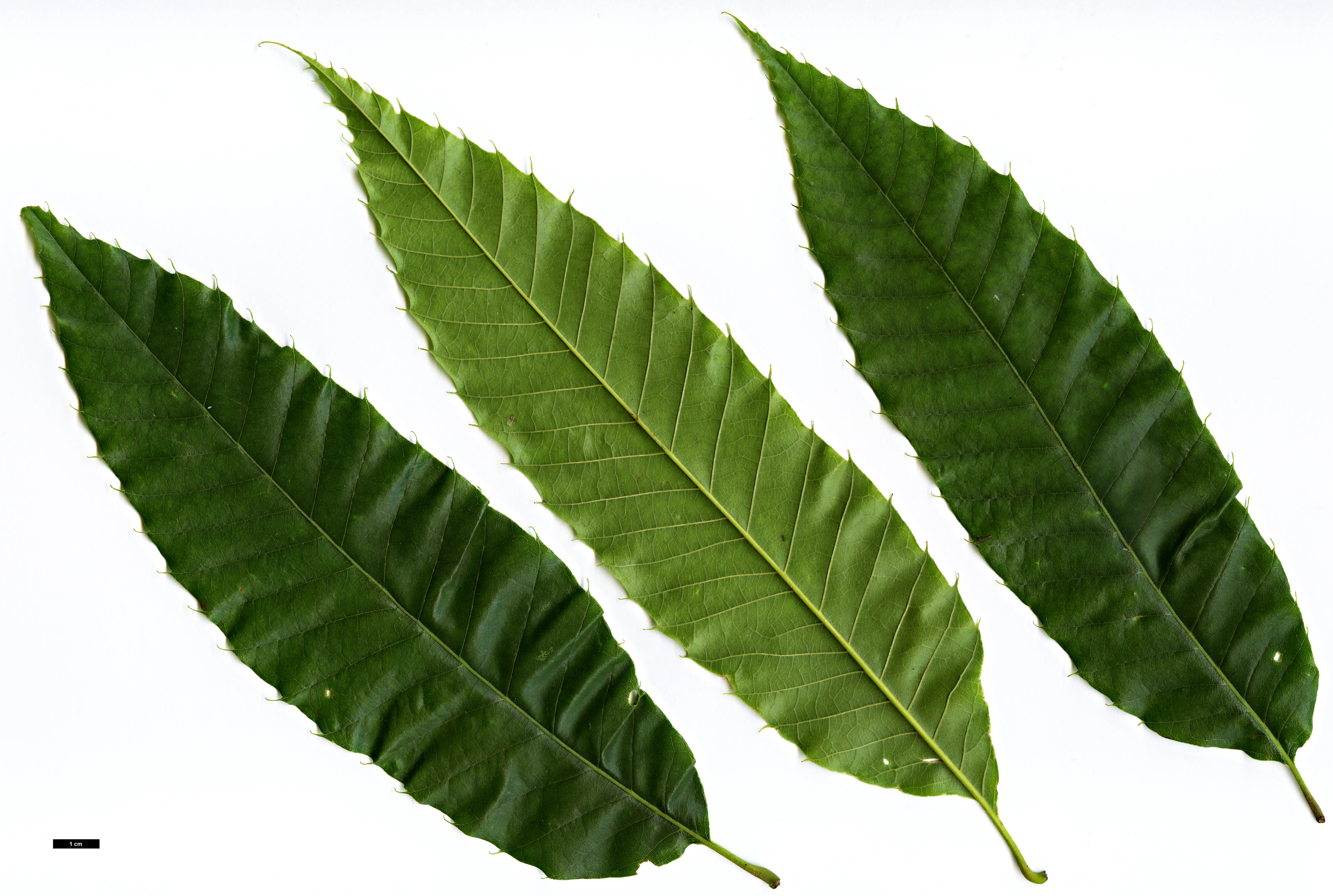 High resolution image: Family: Fagaceae - Genus: Castanea - Taxon: crenata High resolution image: Family: Fagaceae - Genus: Castanea - Taxon: crenata