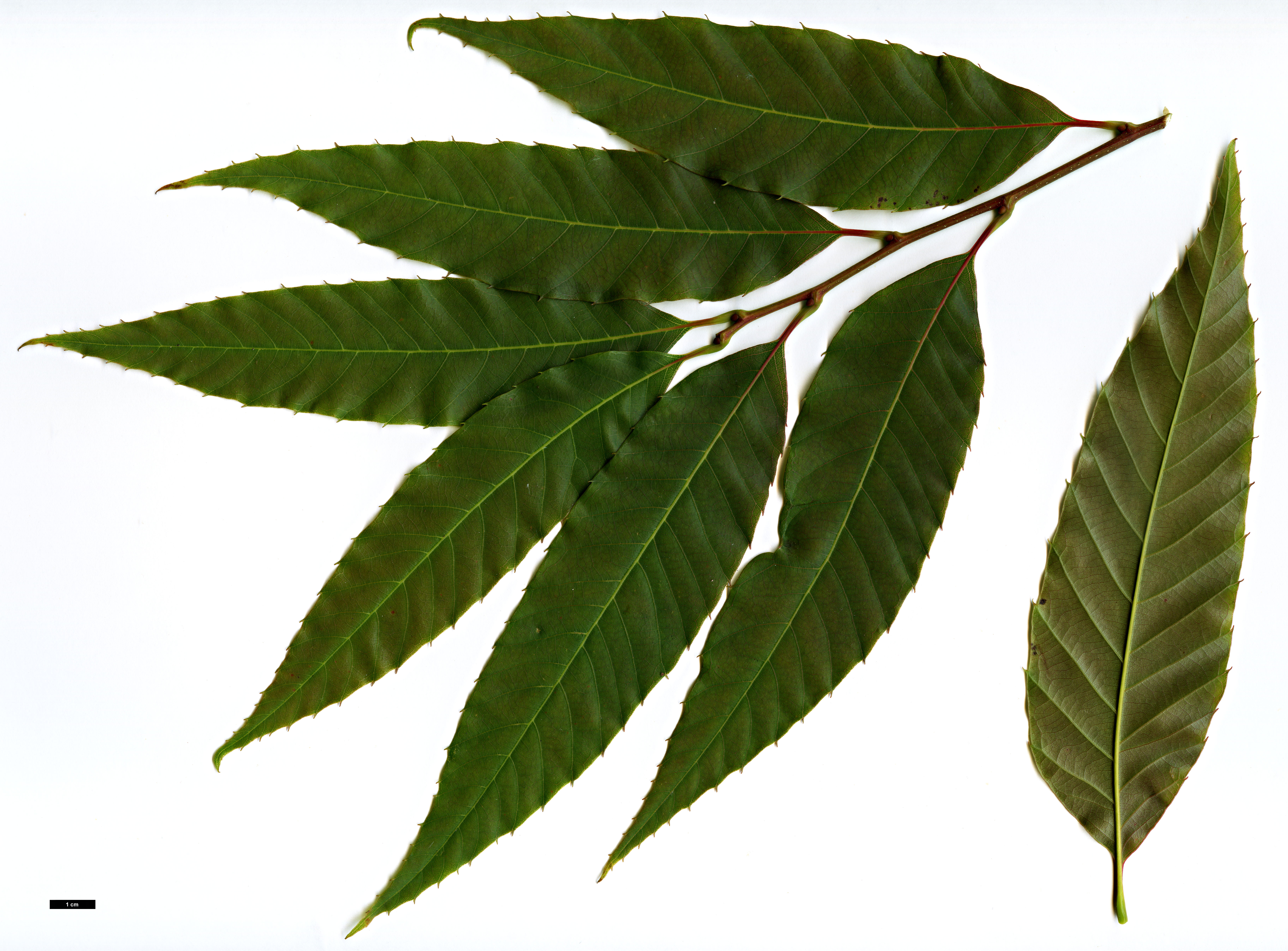 High resolution image: Family: Fagaceae - Genus: Castanea - Taxon: henryi High resolution image: Family: Fagaceae - Genus: Castanea - Taxon: henryi