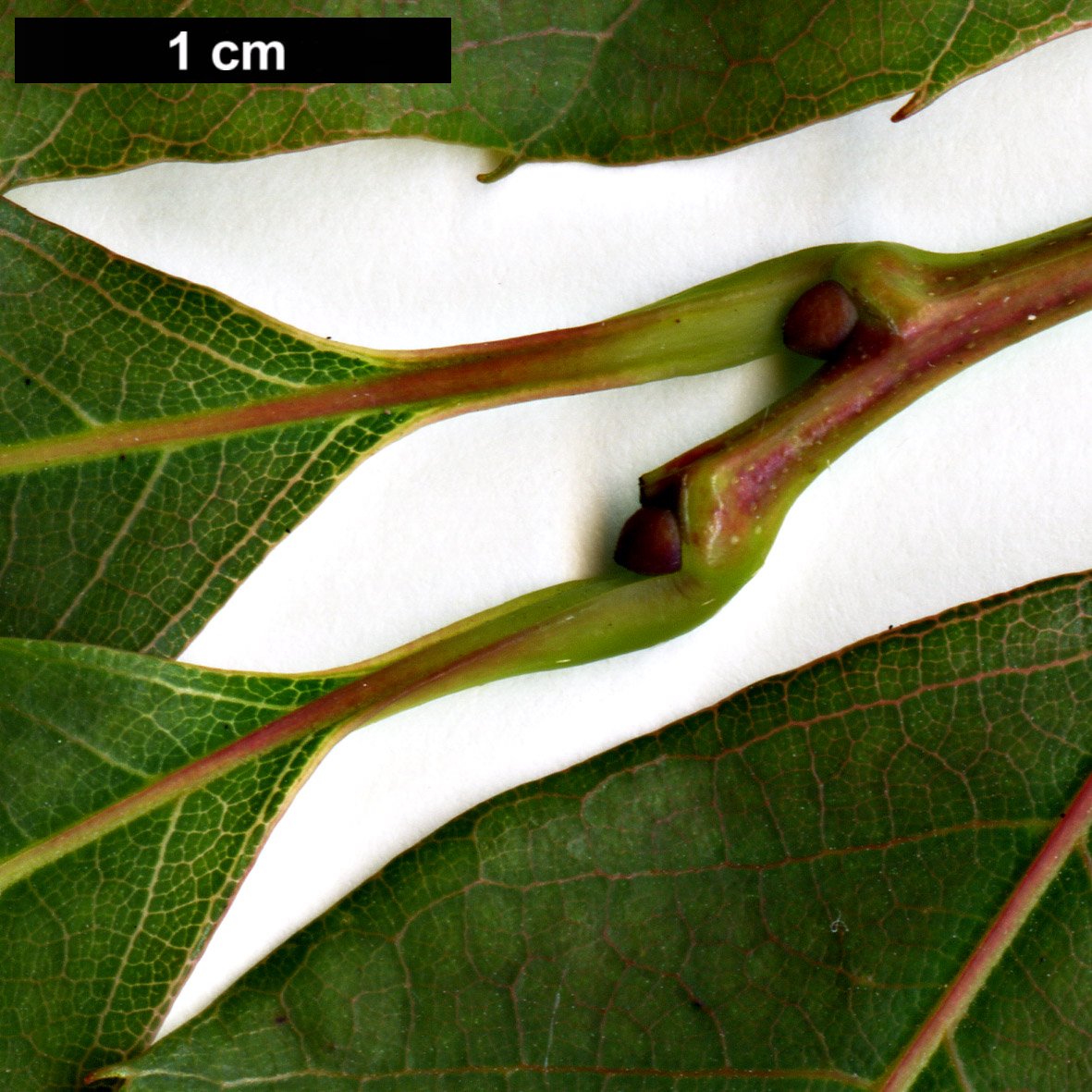 High resolution image: Family: Fagaceae - Genus: Castanea - Taxon: henryi High resolution image: Family: Fagaceae - Genus: Castanea - Taxon: henryi