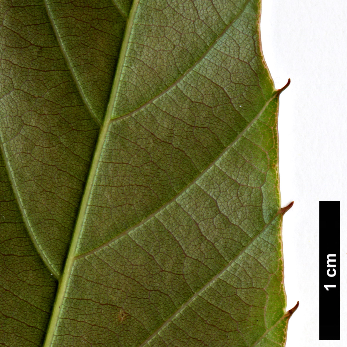High resolution image: Family: Fagaceae - Genus: Castanea - Taxon: henryi High resolution image: Family: Fagaceae - Genus: Castanea - Taxon: henryi