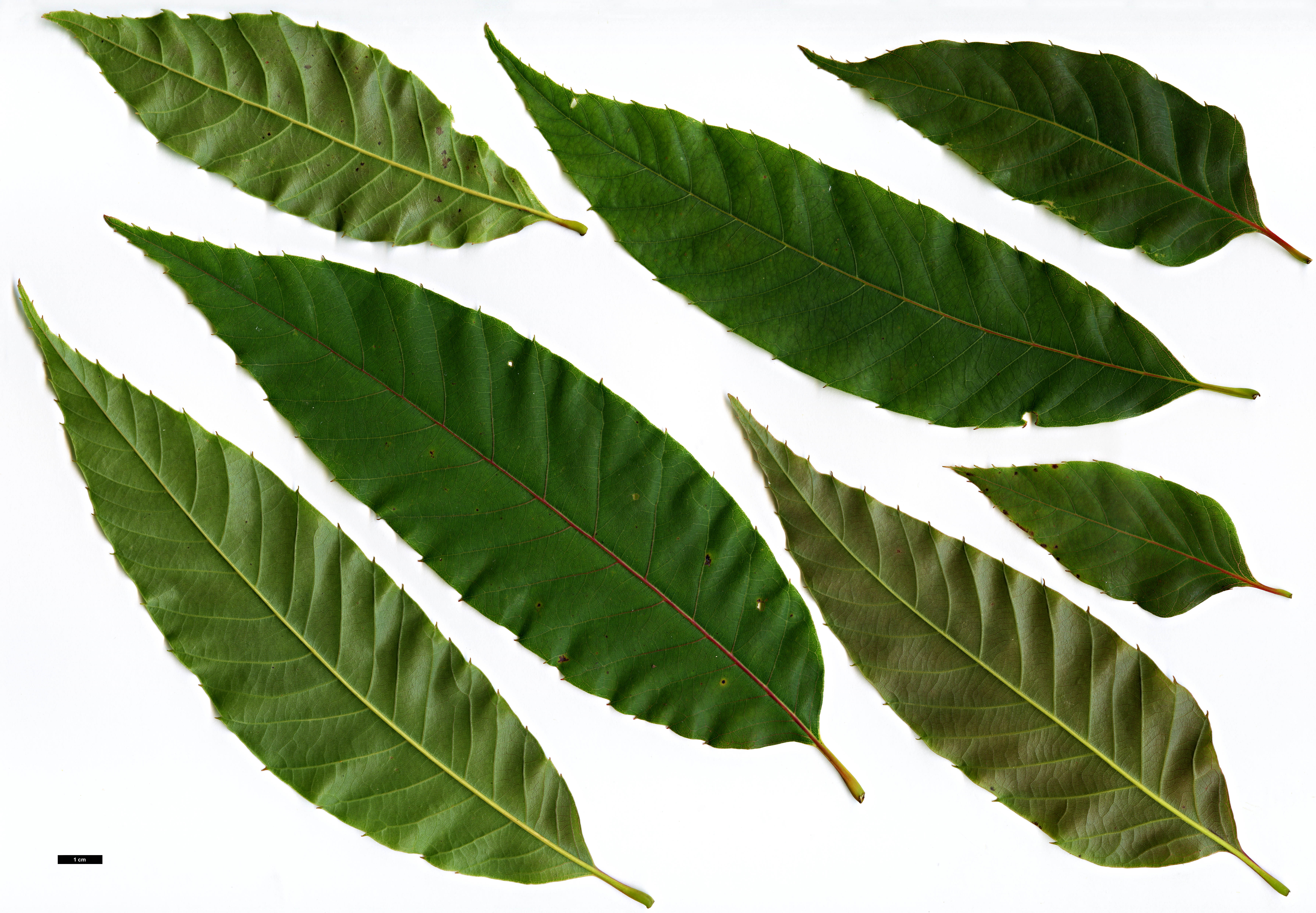 High resolution image: Family: Fagaceae - Genus: Castanea - Taxon: henryi High resolution image: Family: Fagaceae - Genus: Castanea - Taxon: henryi