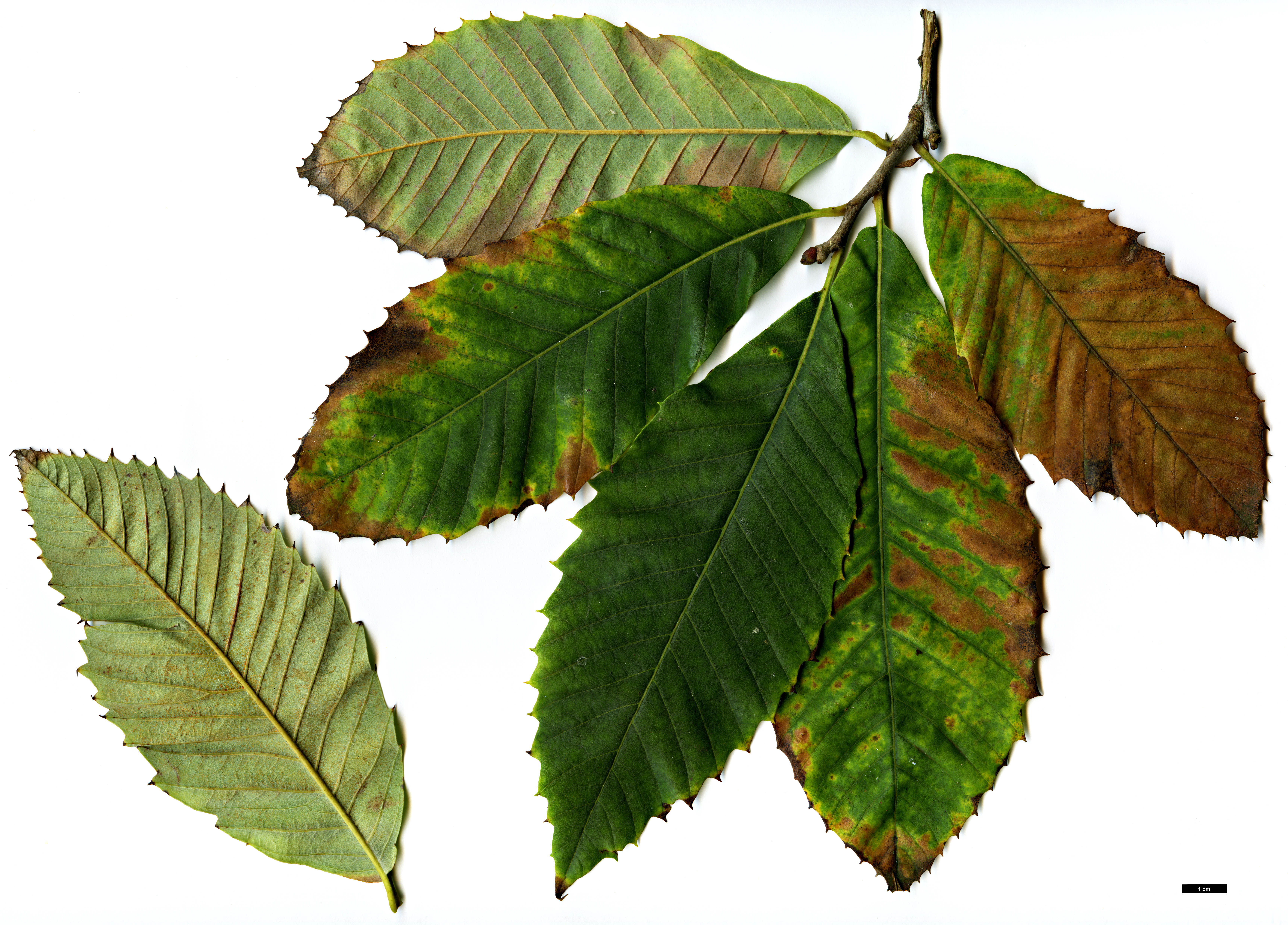 High resolution image: Family: Fagaceae - Genus: Castanea - Taxon: ozarkensis High resolution image: Family: Fagaceae - Genus: Castanea - Taxon: ozarkensis