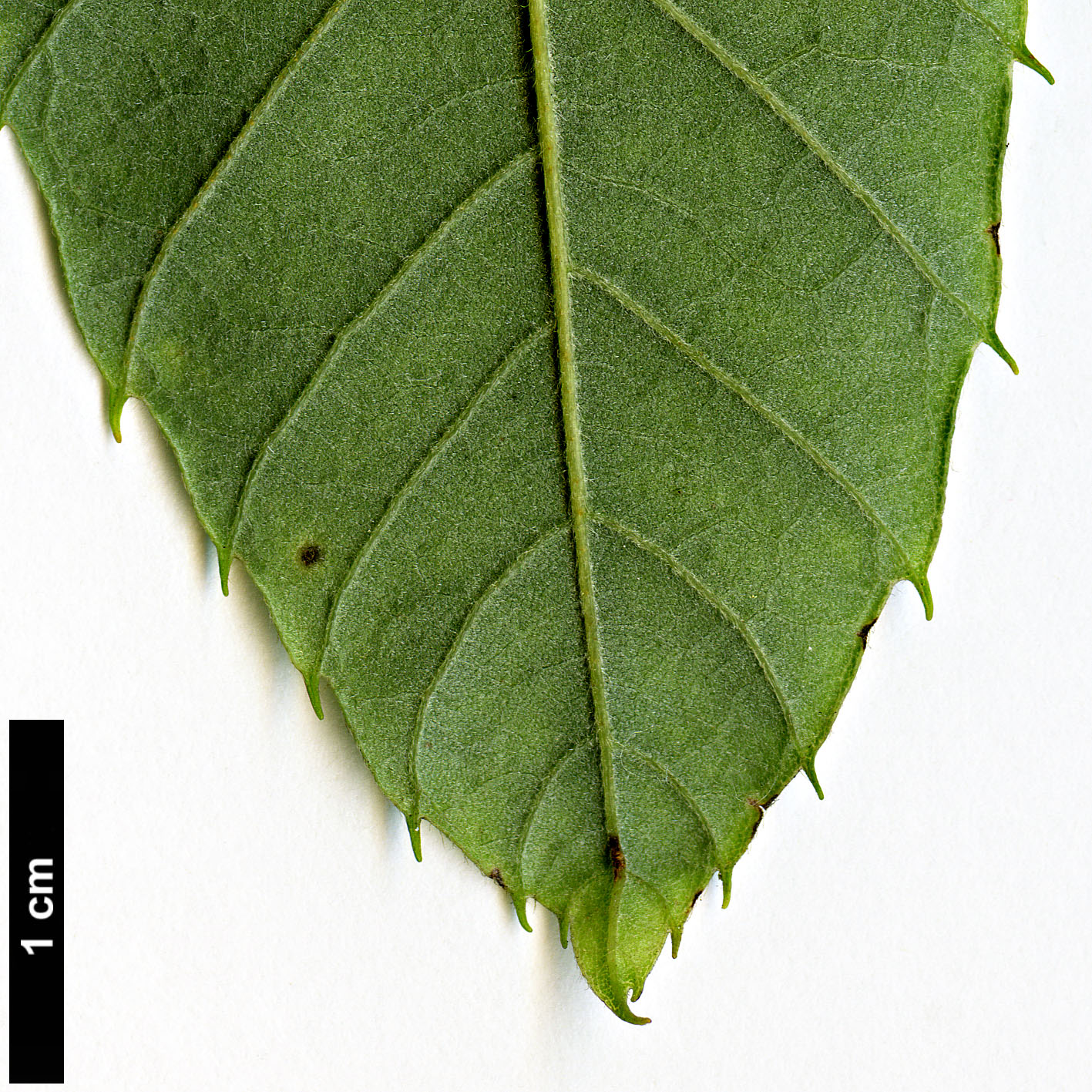 High resolution image: Family: Fagaceae - Genus: Castanea - Taxon: pumila High resolution image: Family: Fagaceae - Genus: Castanea - Taxon: pumila