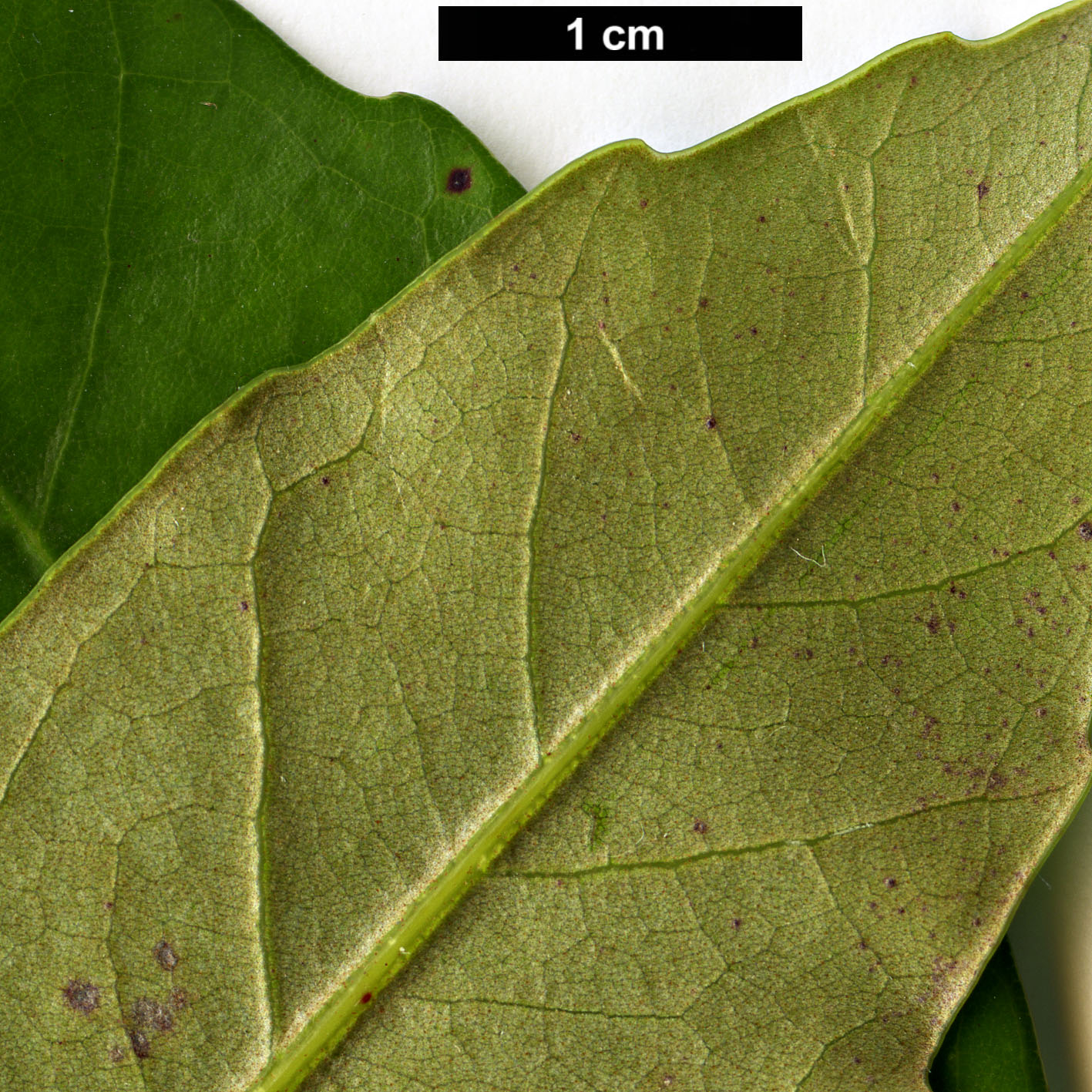 High resolution image: Family: Fagaceae - Genus: Castanopsis - Taxon: cuspidata