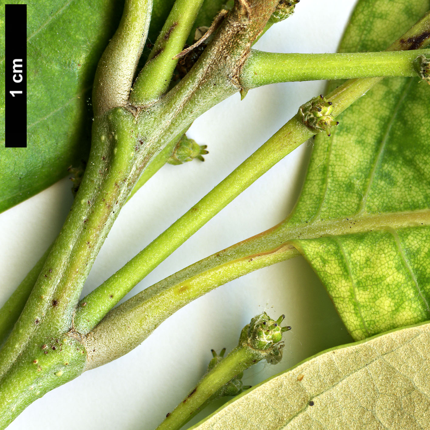 High resolution image: Family: Fagaceae - Genus: Castanopsis - Taxon: delavayi