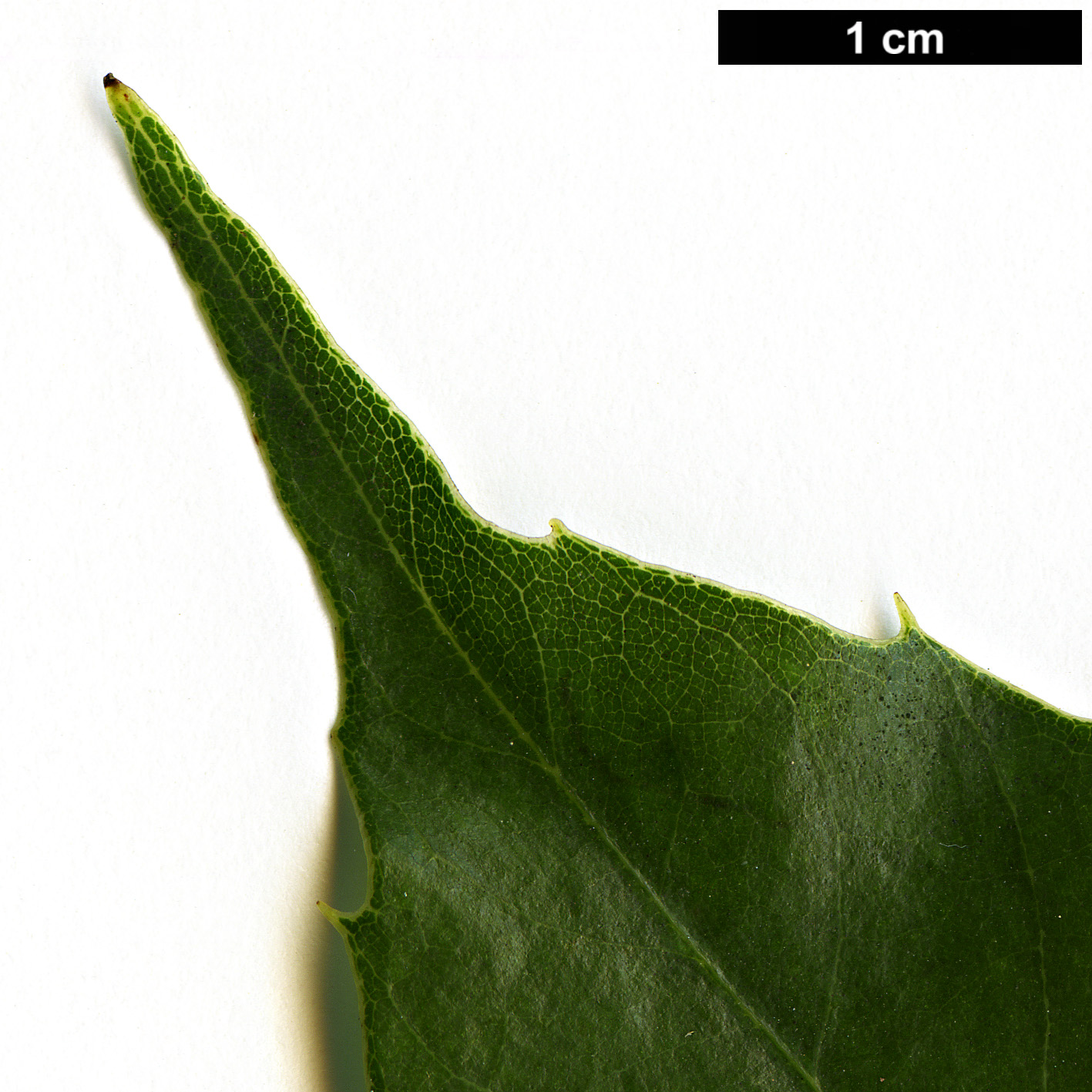 High resolution image: Family: Fagaceae - Genus: Castanopsis - Taxon: orthacantha High resolution image: Family: Fagaceae - Genus: Castanopsis - Taxon: orthacantha