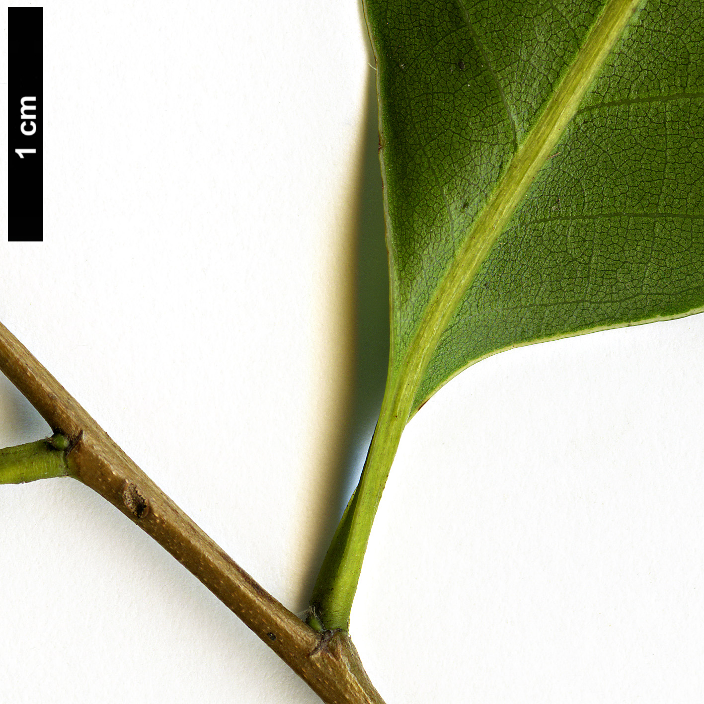 High resolution image: Family: Fagaceae - Genus: Castanopsis - Taxon: orthacantha