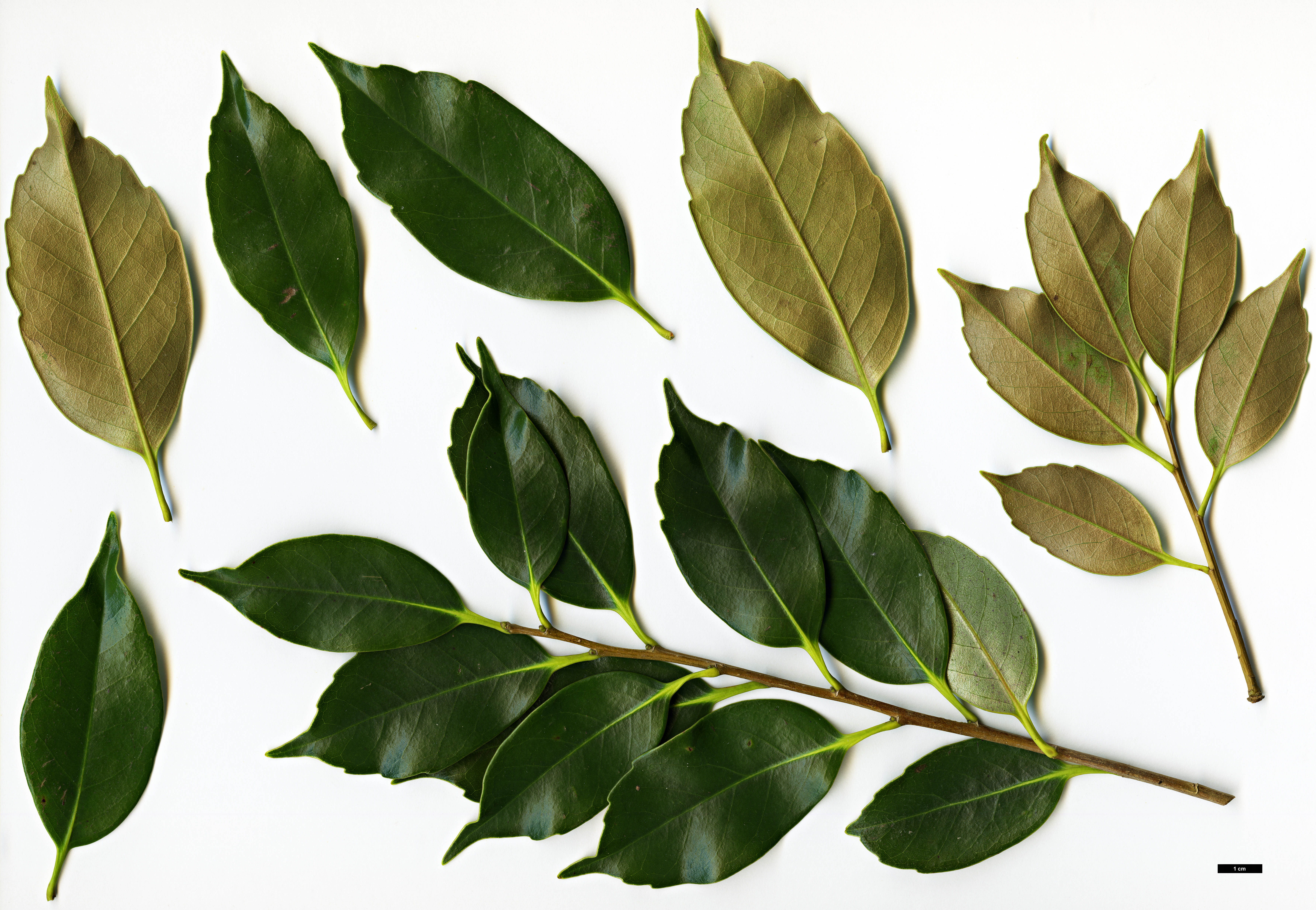 High resolution image: Family: Fagaceae - Genus: Castanopsis - Taxon: sieboldii High resolution image: Family: Fagaceae - Genus: Castanopsis - Taxon: sieboldii