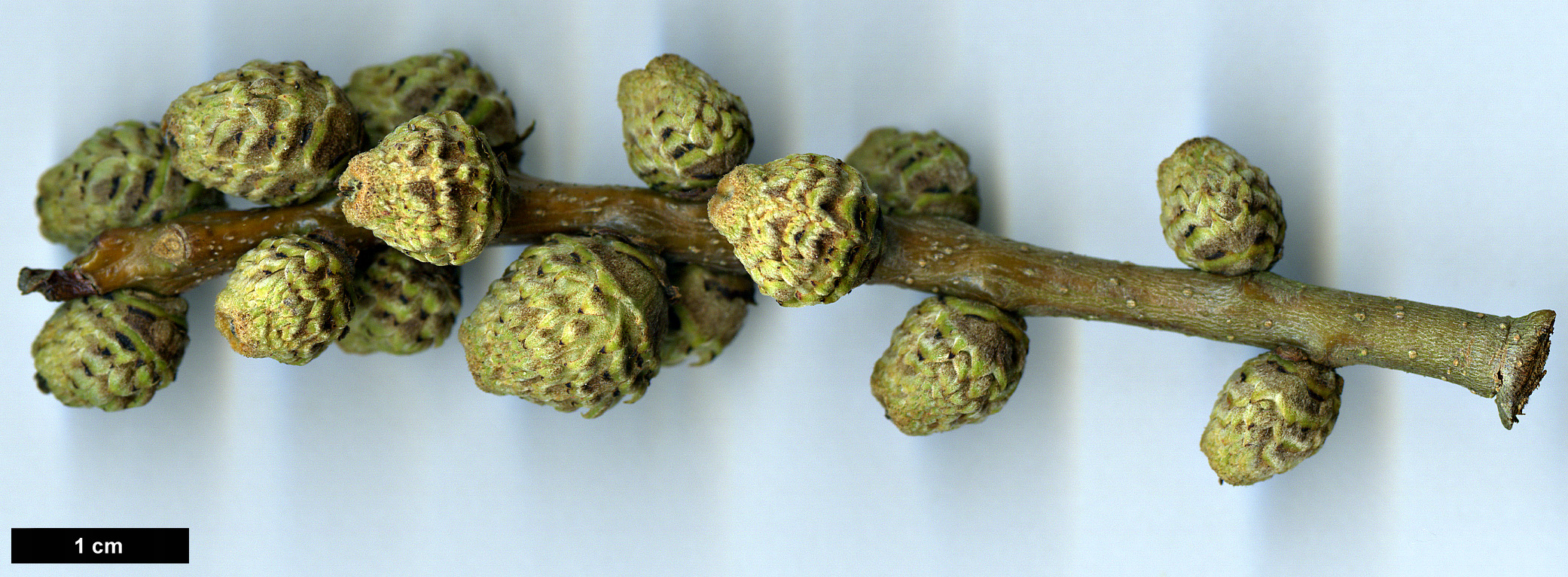 High resolution image: Family: Fagaceae - Genus: Castanopsis - Taxon: sieboldii High resolution image: Family: Fagaceae - Genus: Castanopsis - Taxon: sieboldii