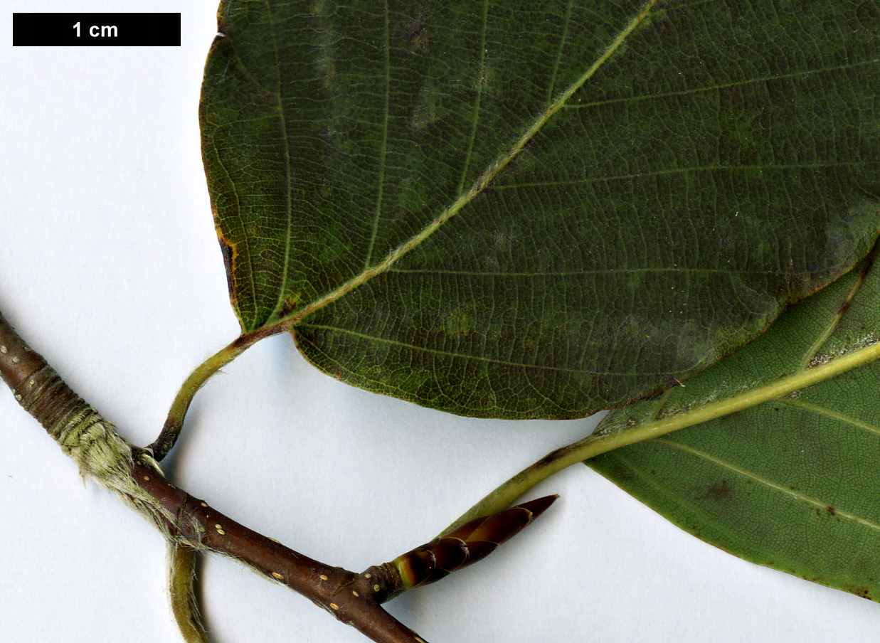 High resolution image: Family: Fagaceae - Genus: Fagus - Taxon: engleriana High resolution image: Family: Fagaceae - Genus: Fagus - Taxon: engleriana