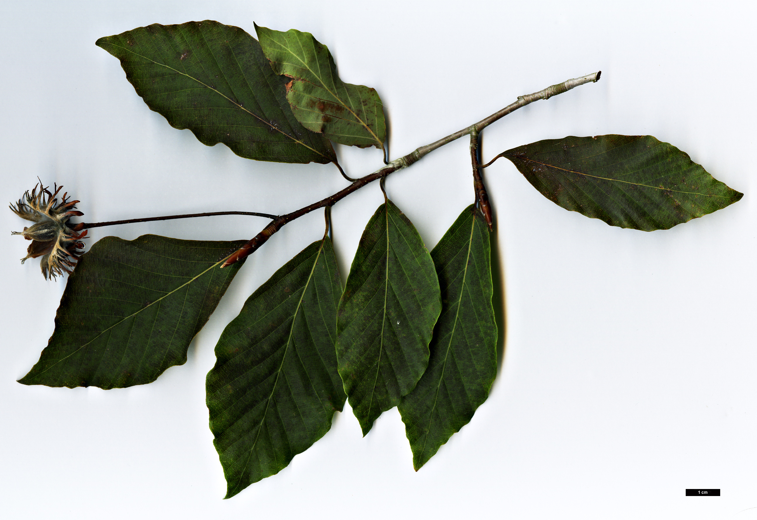 High resolution image: Family: Fagaceae - Genus: Fagus - Taxon: engleriana High resolution image: Family: Fagaceae - Genus: Fagus - Taxon: engleriana