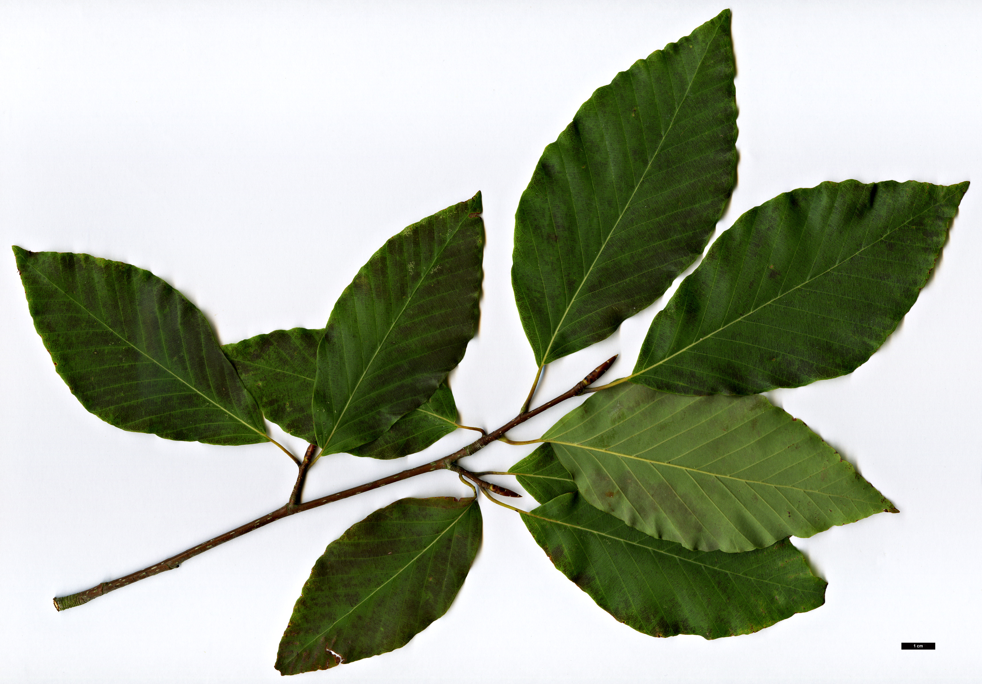 High resolution image: Family: Fagaceae - Genus: Fagus - Taxon: engleriana High resolution image: Family: Fagaceae - Genus: Fagus - Taxon: engleriana