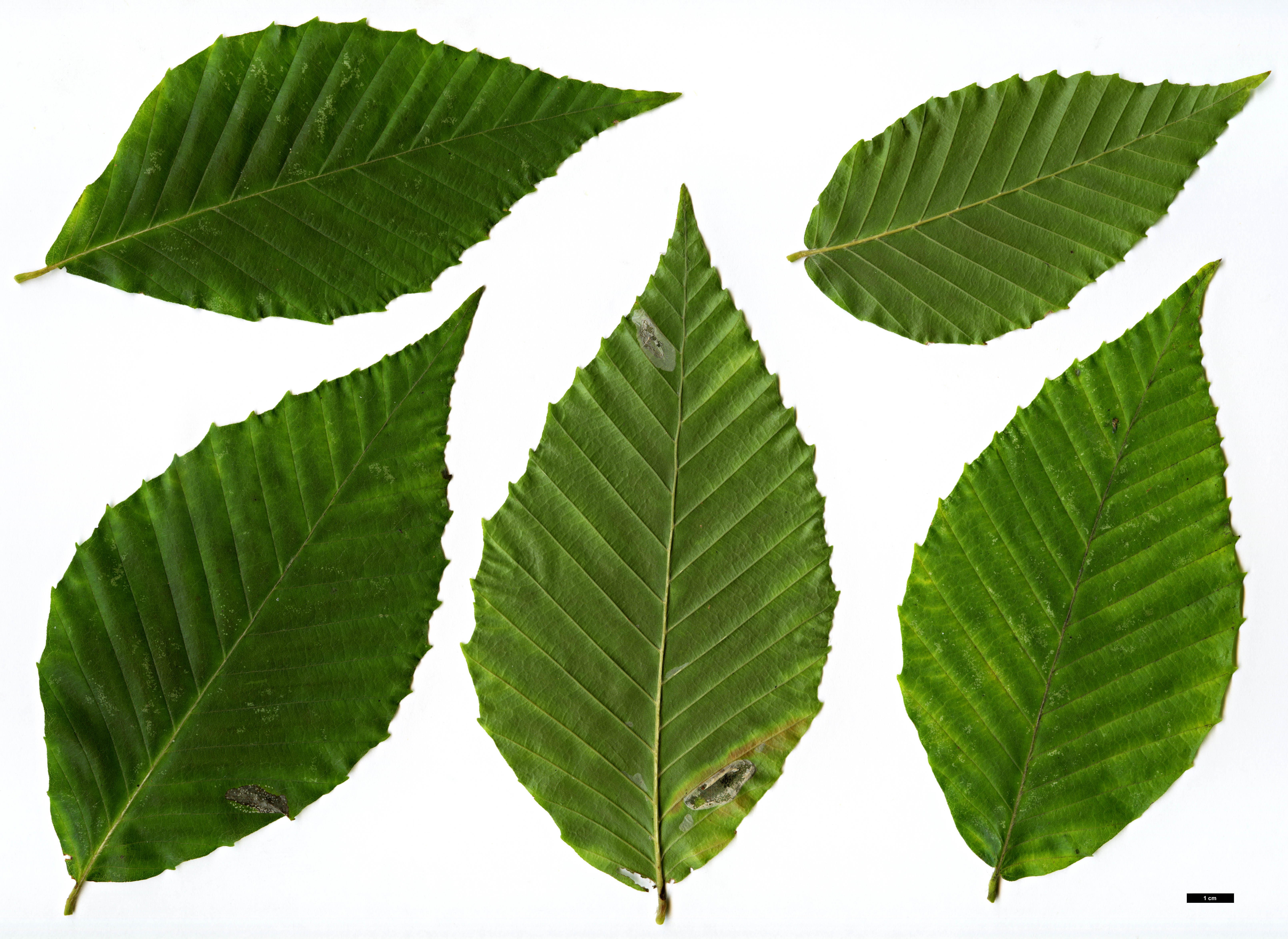 High resolution image: Family: Fagaceae - Genus: Fagus - Taxon: grandifolia High resolution image: Family: Fagaceae - Genus: Fagus - Taxon: grandifolia