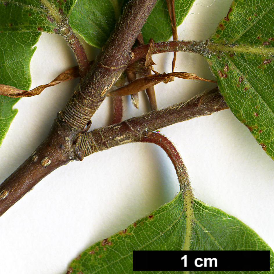 High resolution image: Family: Fagaceae - Genus: Fagus - Taxon: hayatae