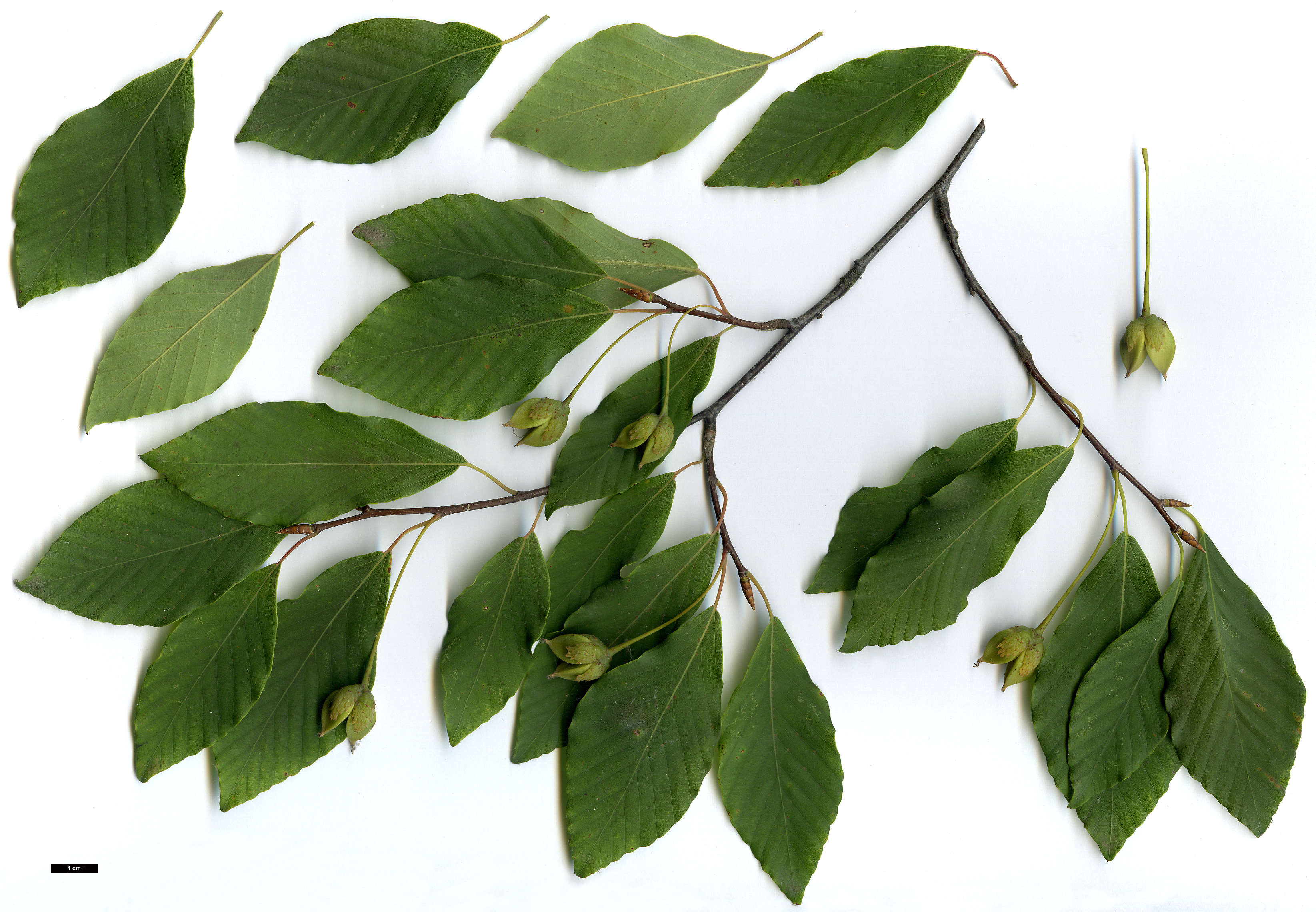 High resolution image: Family: Fagaceae - Genus: Fagus - Taxon: japonica