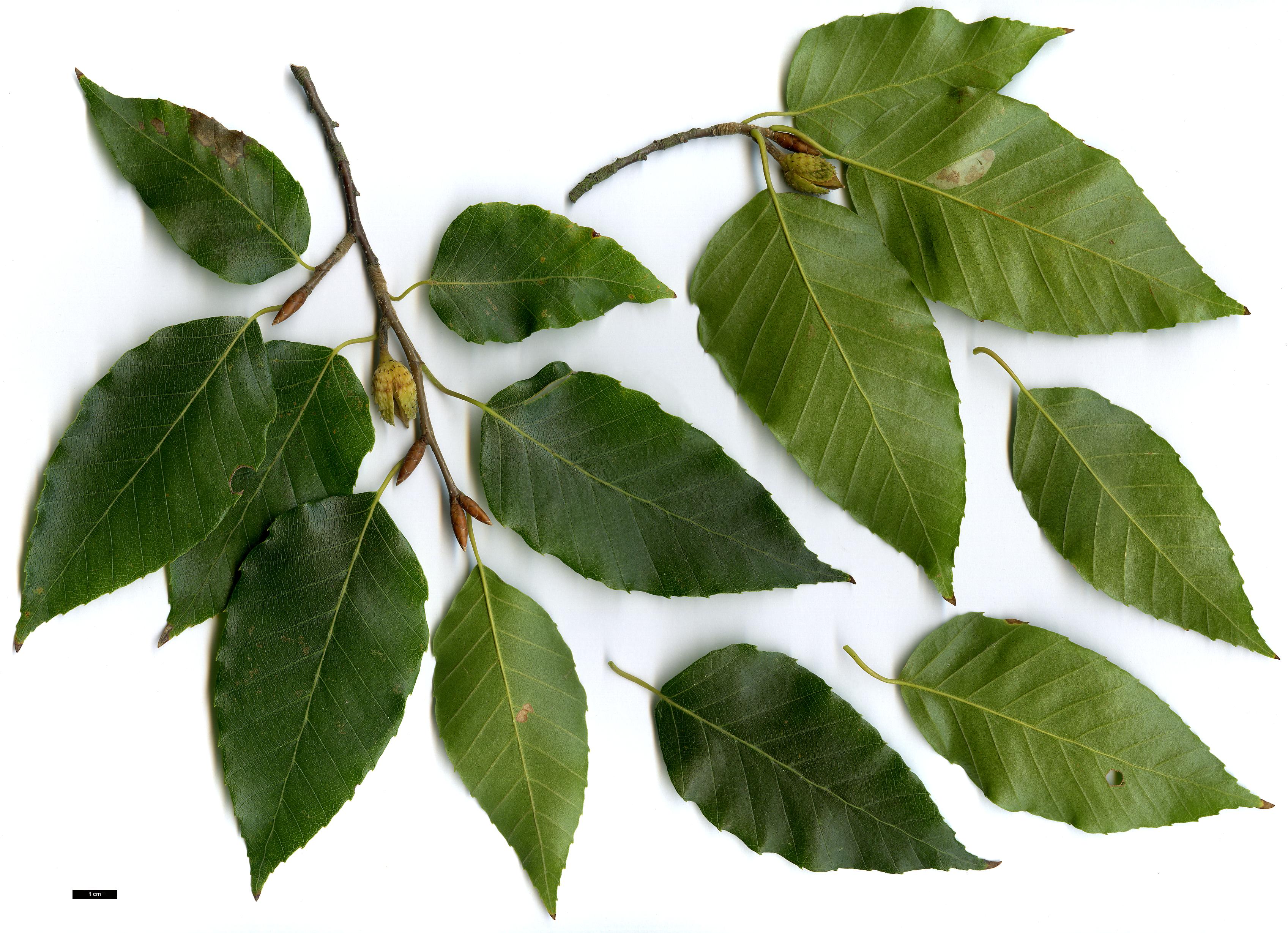 High resolution image: Family: Fagaceae - Genus: Fagus - Taxon: lucida High resolution image: Family: Fagaceae - Genus: Fagus - Taxon: lucida