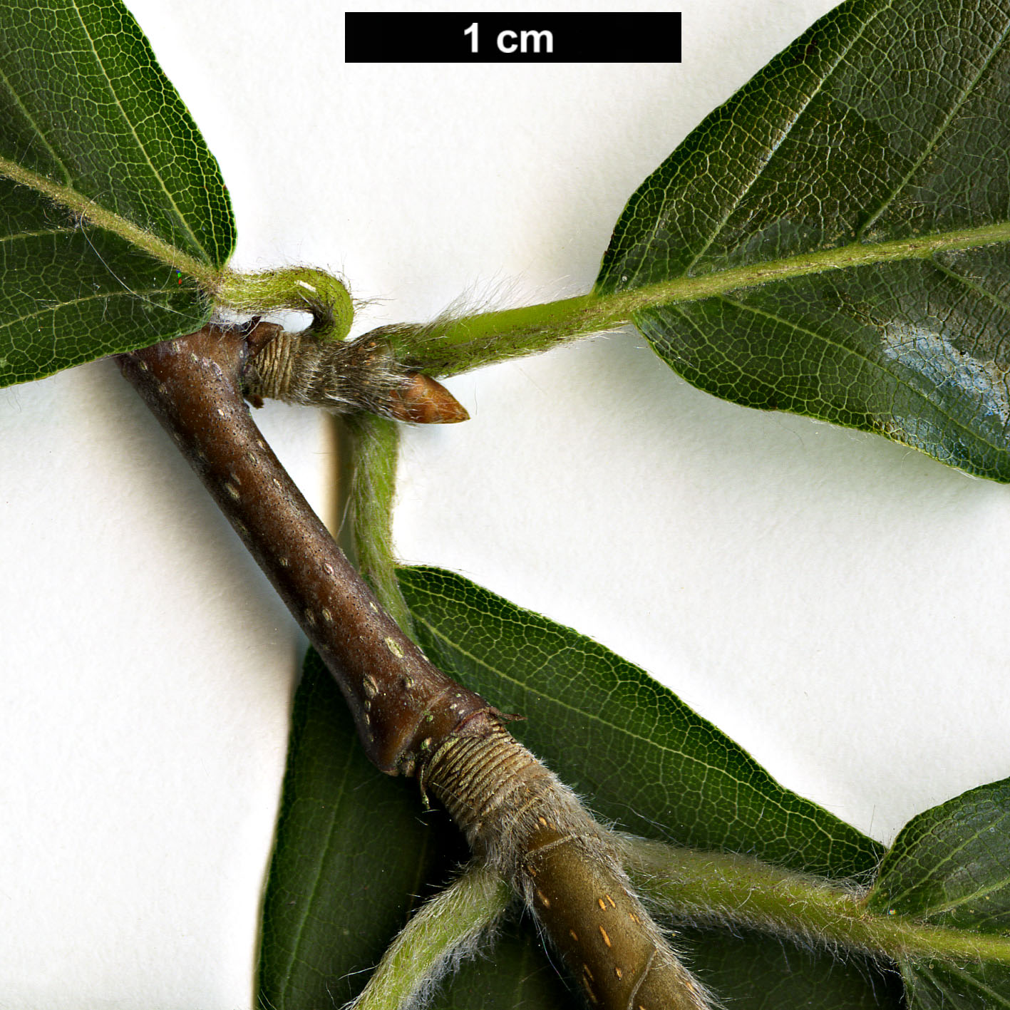 High resolution image: Family: Fagaceae - Genus: Fagus - Taxon: orientalis High resolution image: Family: Fagaceae - Genus: Fagus - Taxon: orientalis