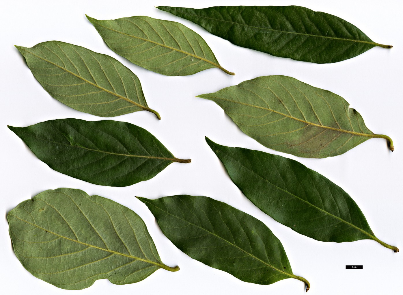 High resolution image: Family: Fagaceae - Genus: Lithocarpus - Taxon: dealbatus High resolution image: Family: Fagaceae - Genus: Lithocarpus - Taxon: dealbatus