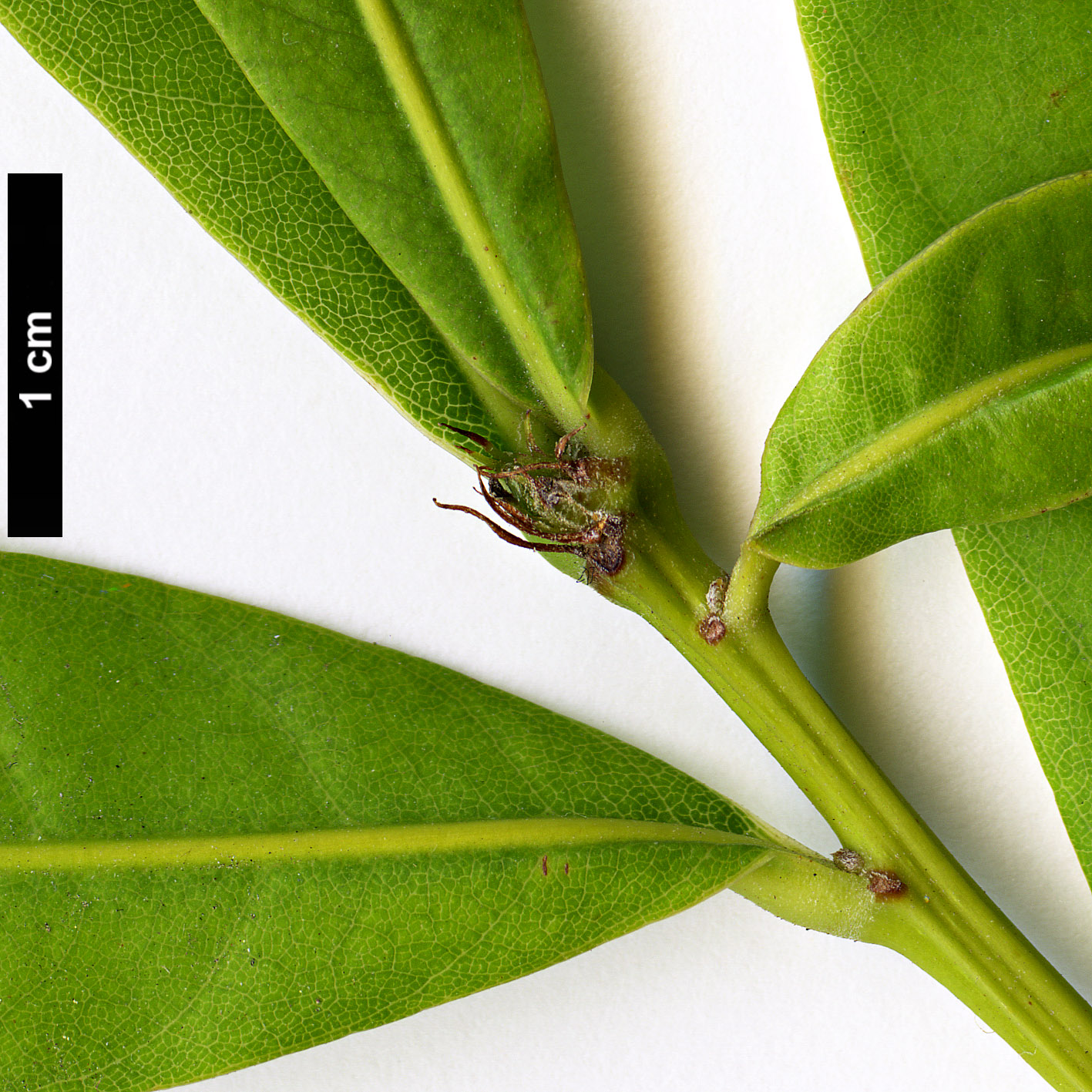 High resolution image: Family: Fagaceae - Genus: Lithocarpus - Taxon: elegans