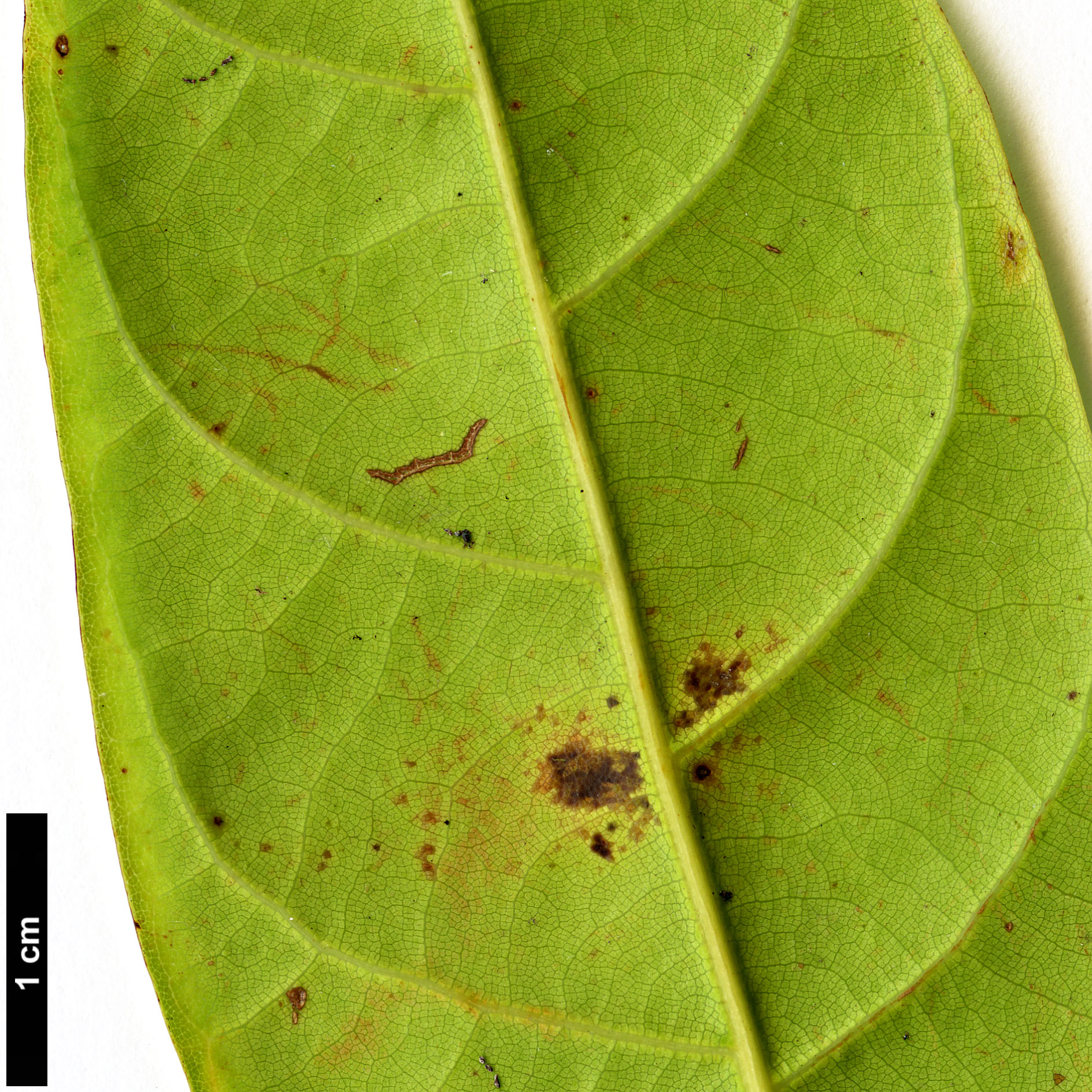 High resolution image: Family: Fagaceae - Genus: Lithocarpus - Taxon: elegans