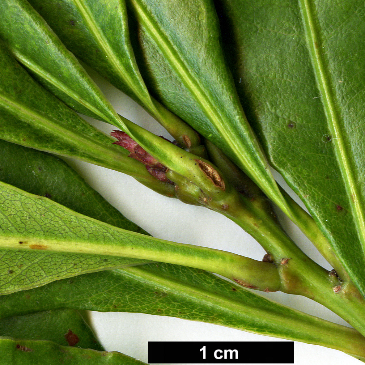 High resolution image: Family: Fagaceae - Genus: Lithocarpus - Taxon: hancei High resolution image: Family: Fagaceae - Genus: Lithocarpus - Taxon: hancei