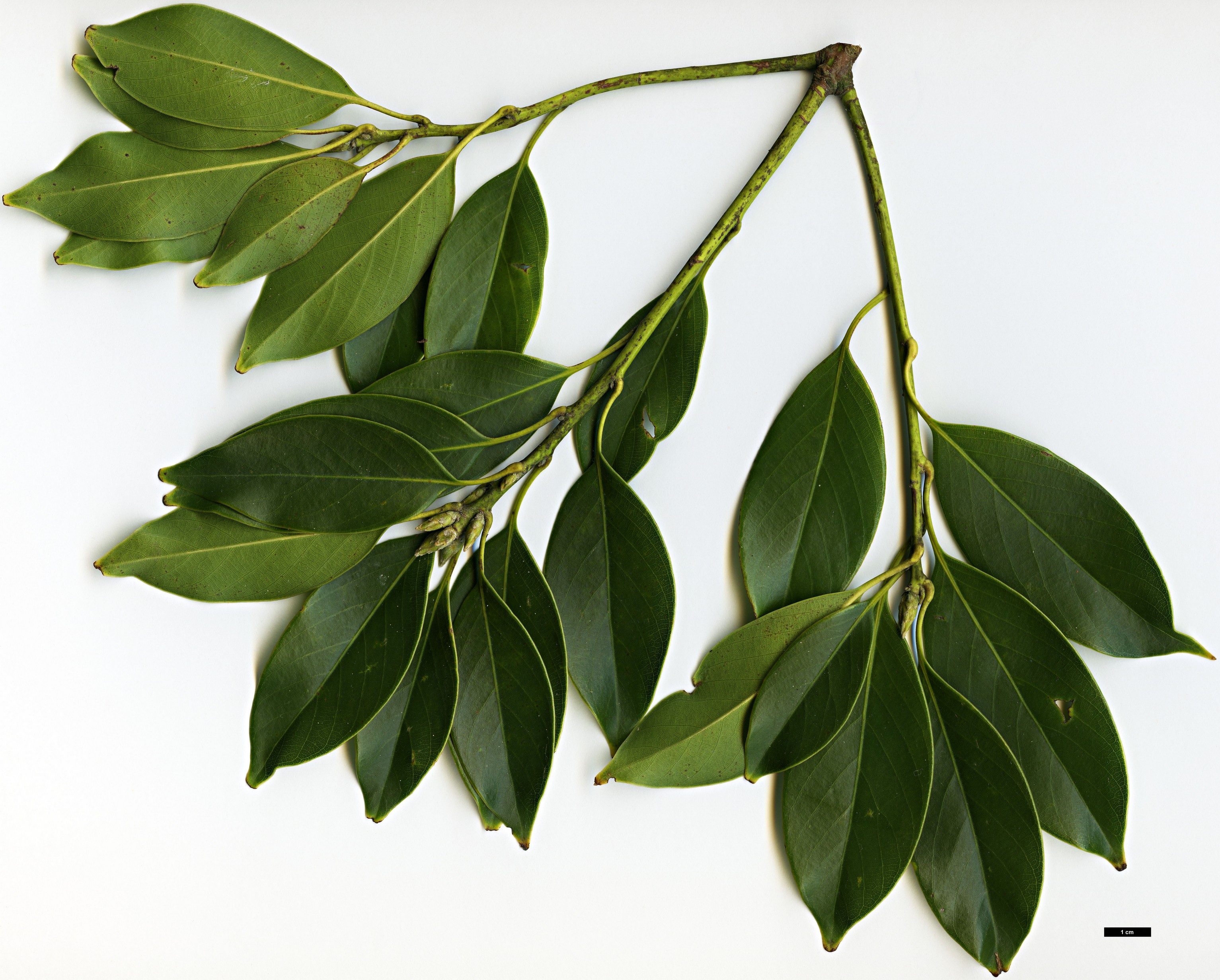 High resolution image: Family: Fagaceae - Genus: Lithocarpus - Taxon: litseifolius High resolution image: Family: Fagaceae - Genus: Lithocarpus - Taxon: litseifolius