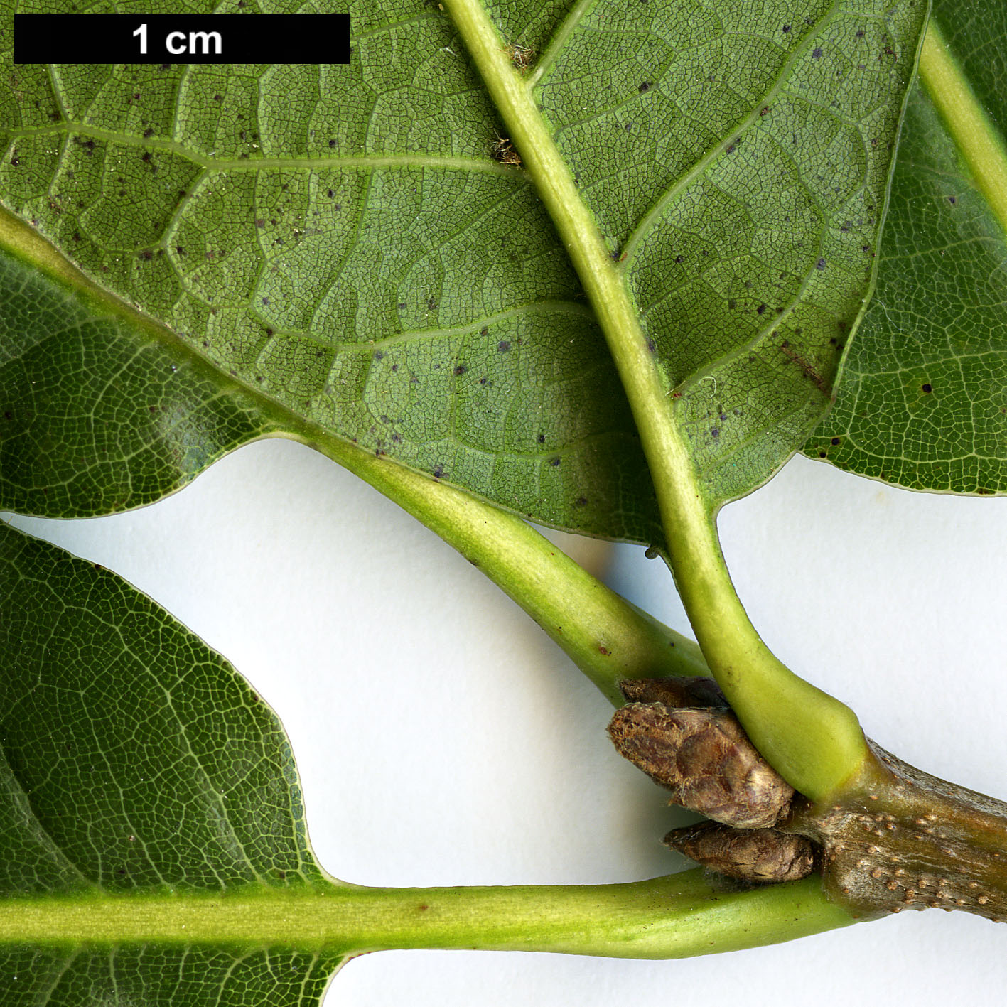 High resolution image: Family: Fagaceae - Genus: Quercus - Taxon: 'Chocha' High resolution image: Family: Fagaceae - Genus: Quercus - Taxon: 'Chocha'