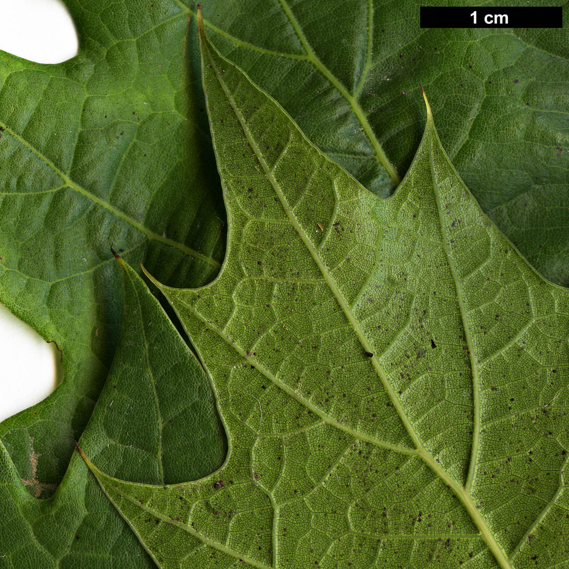 High resolution image: Family: Fagaceae - Genus: Quercus - Taxon: 'Chocha' High resolution image: Family: Fagaceae - Genus: Quercus - Taxon: 'Chocha'