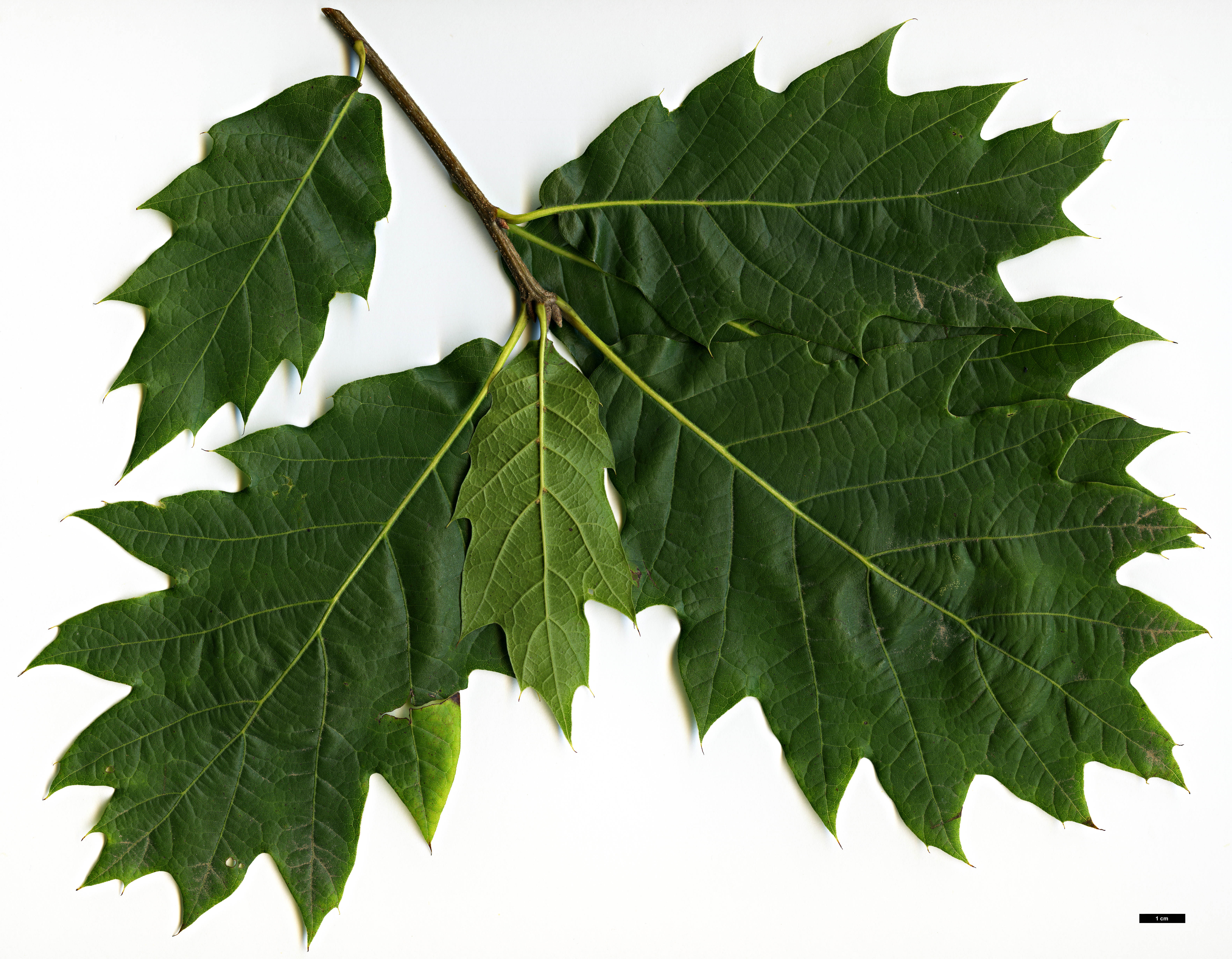 High resolution image: Family: Fagaceae - Genus: Quercus - Taxon: 'Chocha' High resolution image: Family: Fagaceae - Genus: Quercus - Taxon: 'Chocha'