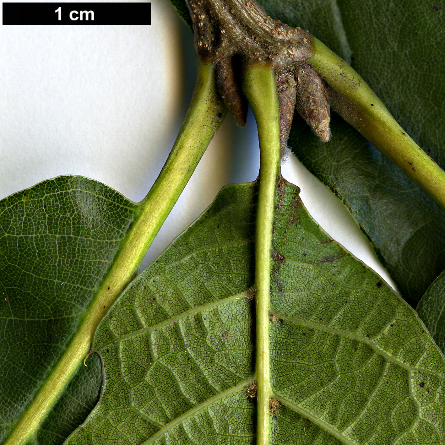 High resolution image: Family: Fagaceae - Genus: Quercus - Taxon: 'Chocha' High resolution image: Family: Fagaceae - Genus: Quercus - Taxon: 'Chocha'