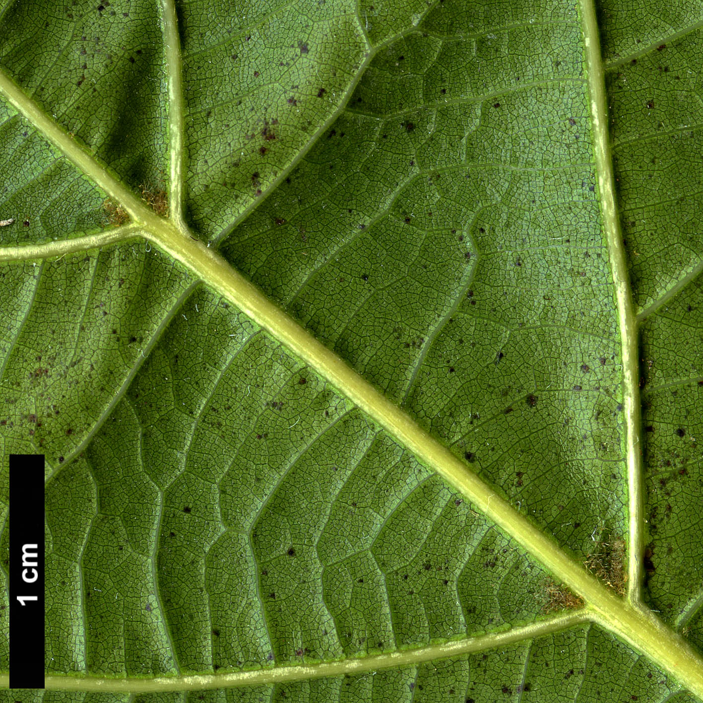 High resolution image: Family: Fagaceae - Genus: Quercus - Taxon: 'Chocha' High resolution image: Family: Fagaceae - Genus: Quercus - Taxon: 'Chocha'