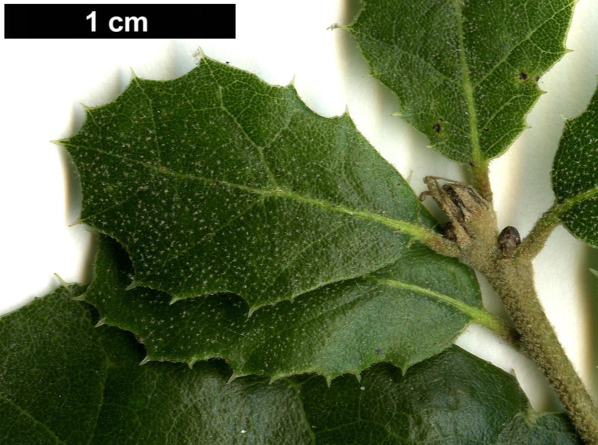 High resolution image: Family: Fagaceae - Genus: Quercus - Taxon: agrifolia