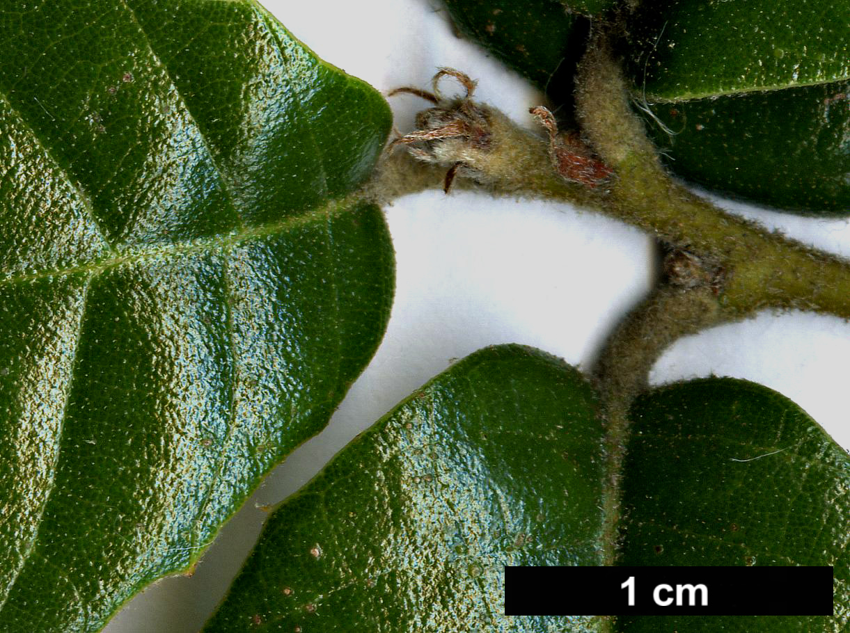High resolution image: Family: Fagaceae - Genus: Quercus - Taxon: alnifolia High resolution image: Family: Fagaceae - Genus: Quercus - Taxon: alnifolia