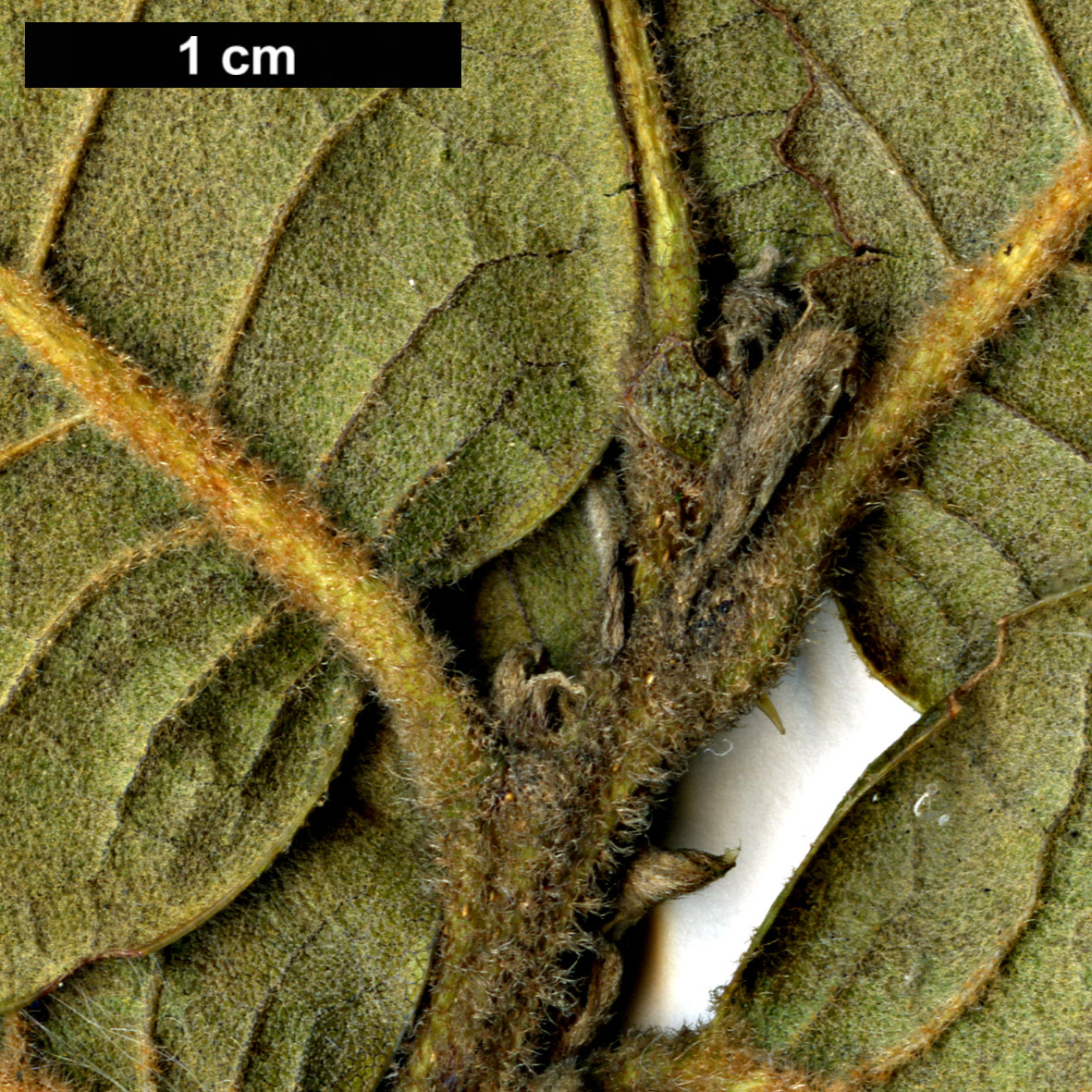 High resolution image: Family: Fagaceae - Genus: Quercus - Taxon: aquifolioides