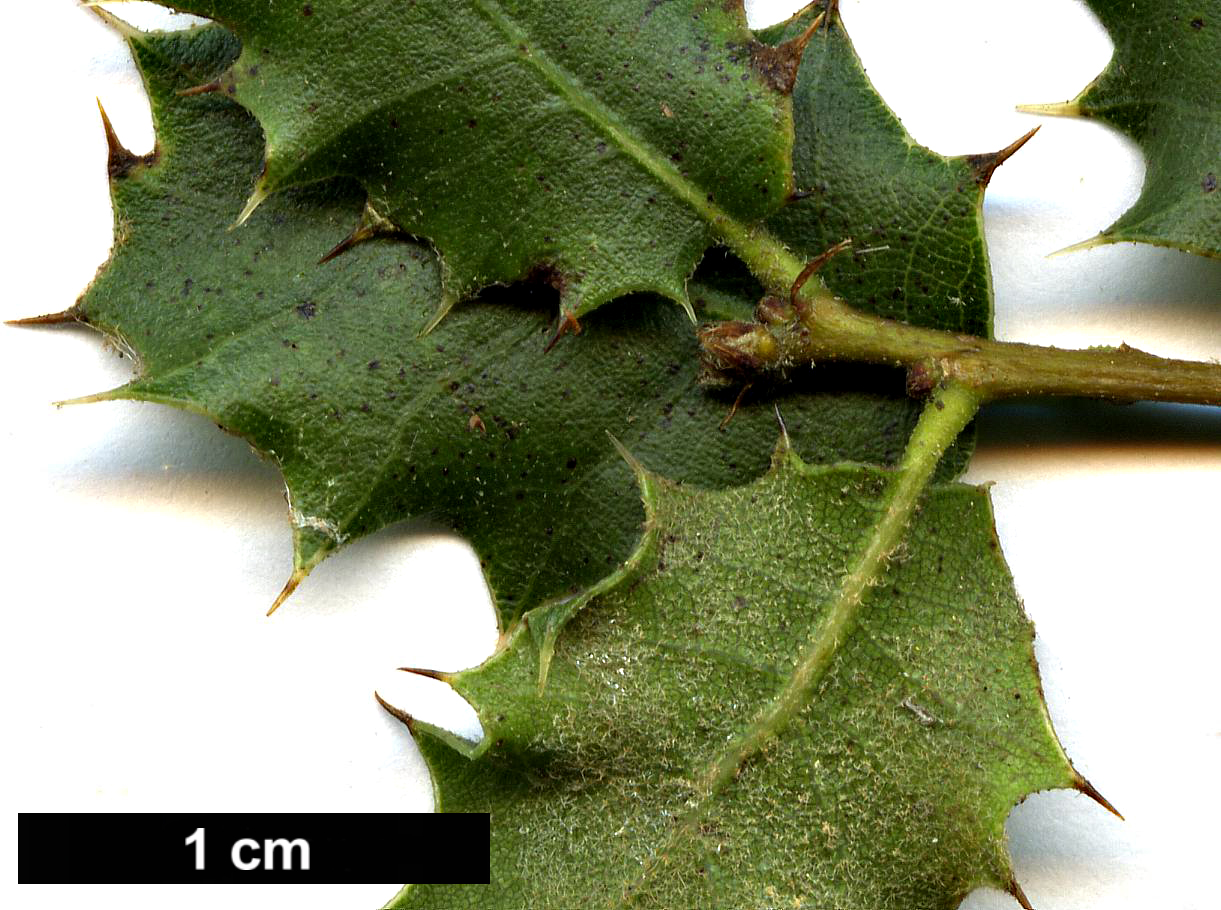 High resolution image: Family: Fagaceae - Genus: Quercus - Taxon: aucheri High resolution image: Family: Fagaceae - Genus: Quercus - Taxon: aucheri