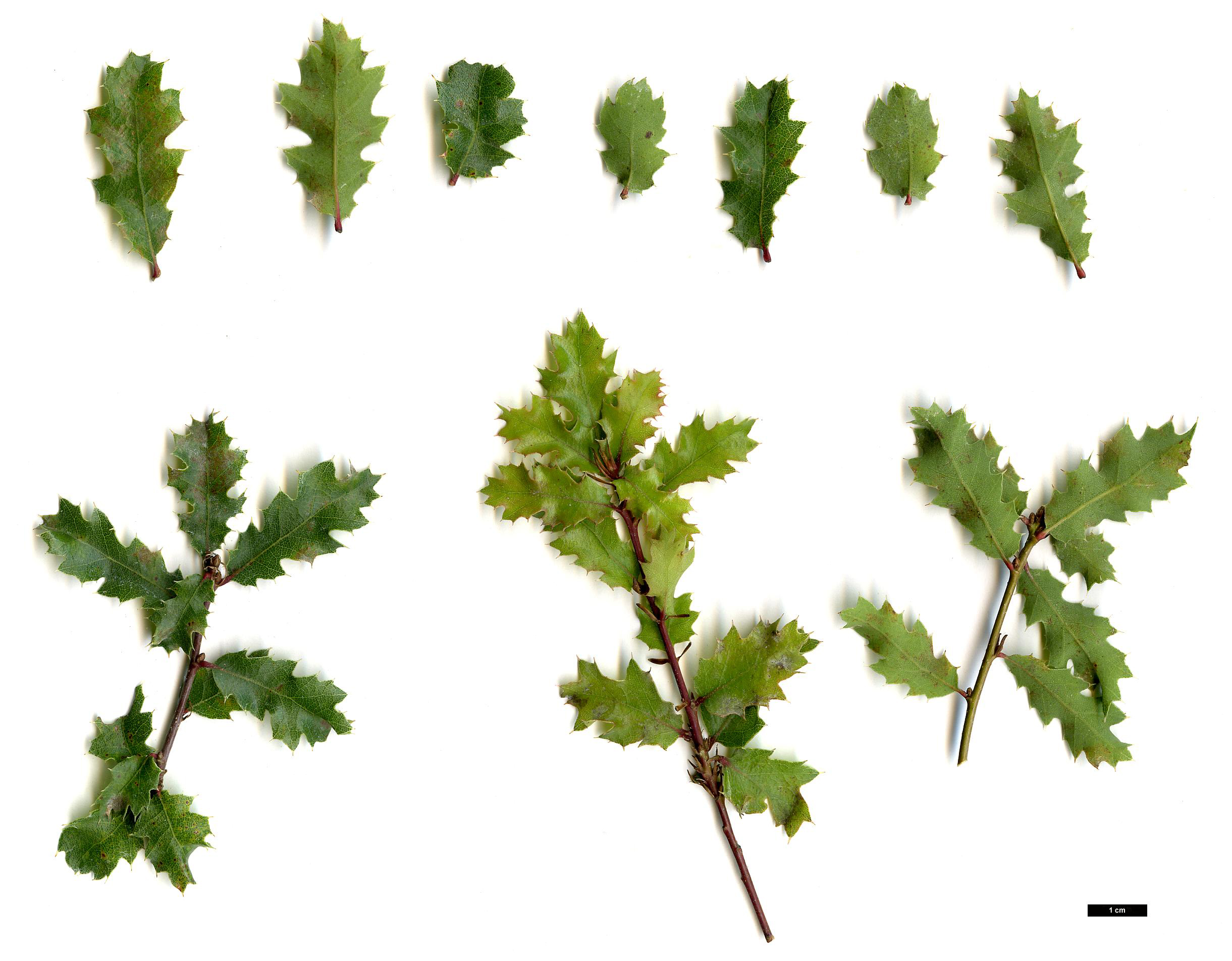 High resolution image: Family: Fagaceae - Genus: Quercus - Taxon: berberidifolia High resolution image: Family: Fagaceae - Genus: Quercus - Taxon: berberidifolia