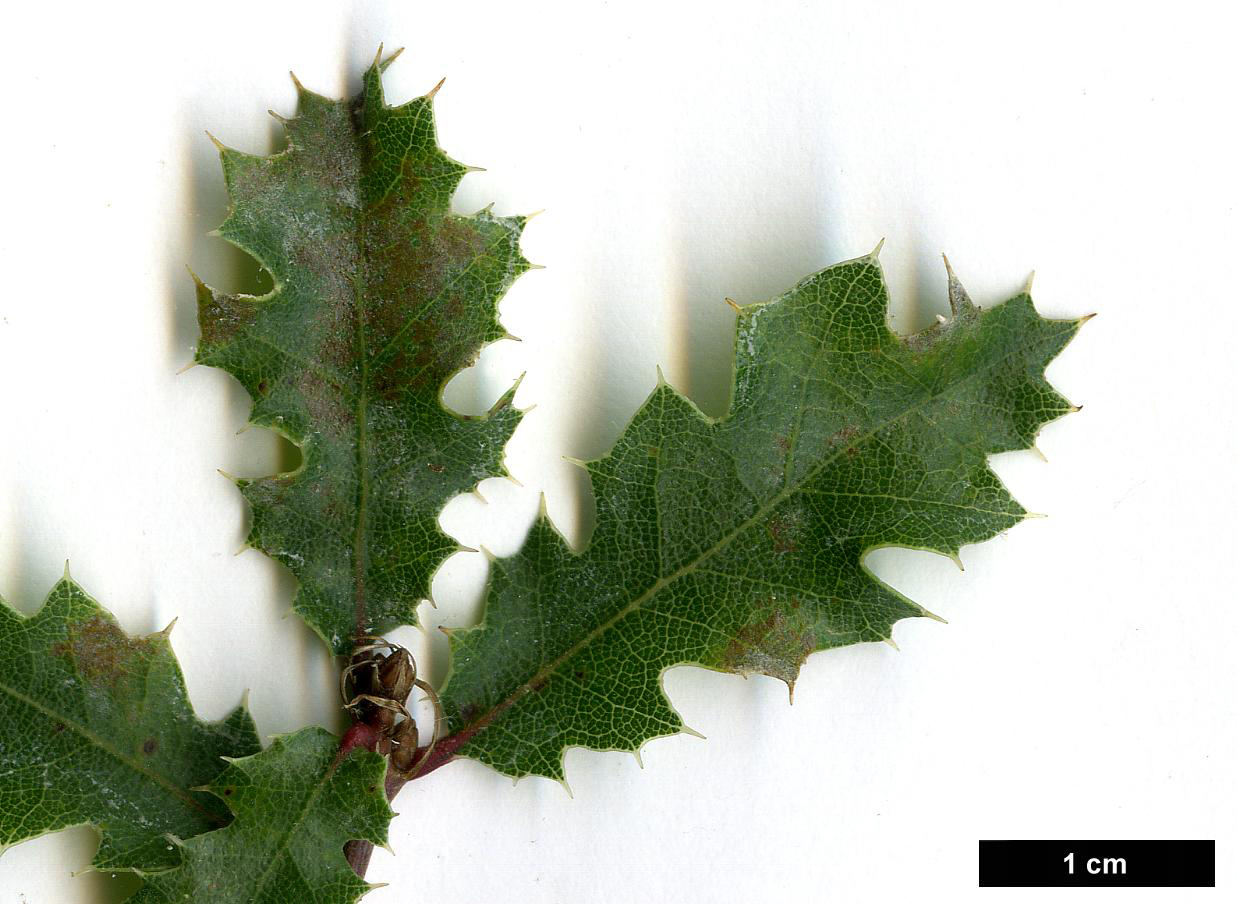 High resolution image: Family: Fagaceae - Genus: Quercus - Taxon: berberidifolia High resolution image: Family: Fagaceae - Genus: Quercus - Taxon: berberidifolia