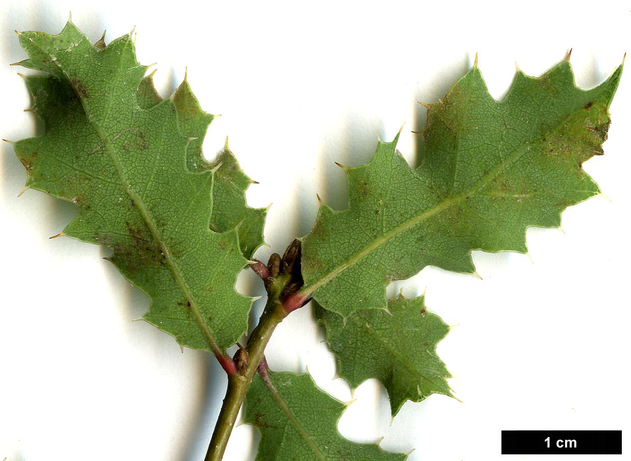 High resolution image: Family: Fagaceae - Genus: Quercus - Taxon: berberidifolia High resolution image: Family: Fagaceae - Genus: Quercus - Taxon: berberidifolia