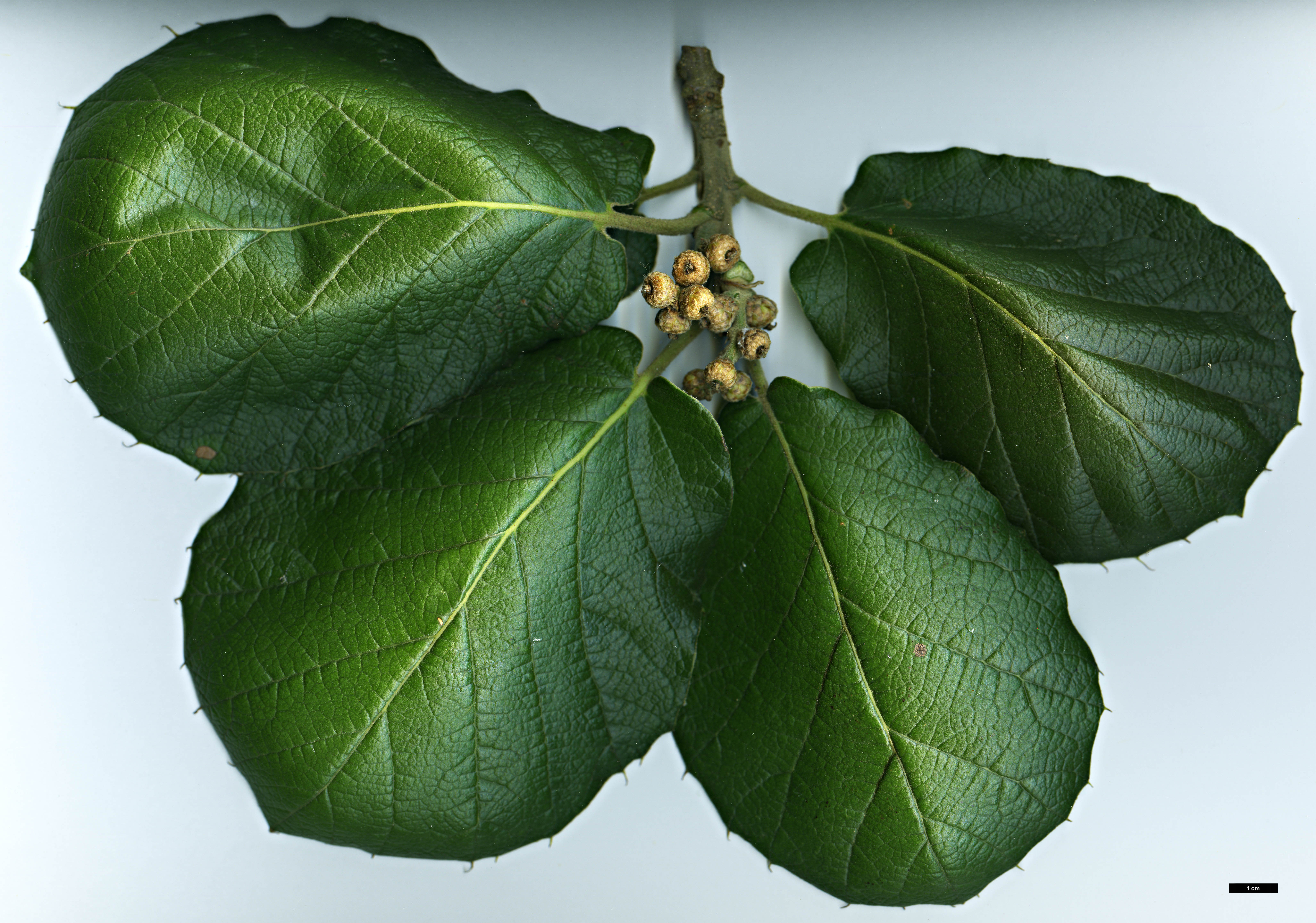 High resolution image: Family: Fagaceae - Genus: Quercus - Taxon: conzattii High resolution image: Family: Fagaceae - Genus: Quercus - Taxon: conzattii