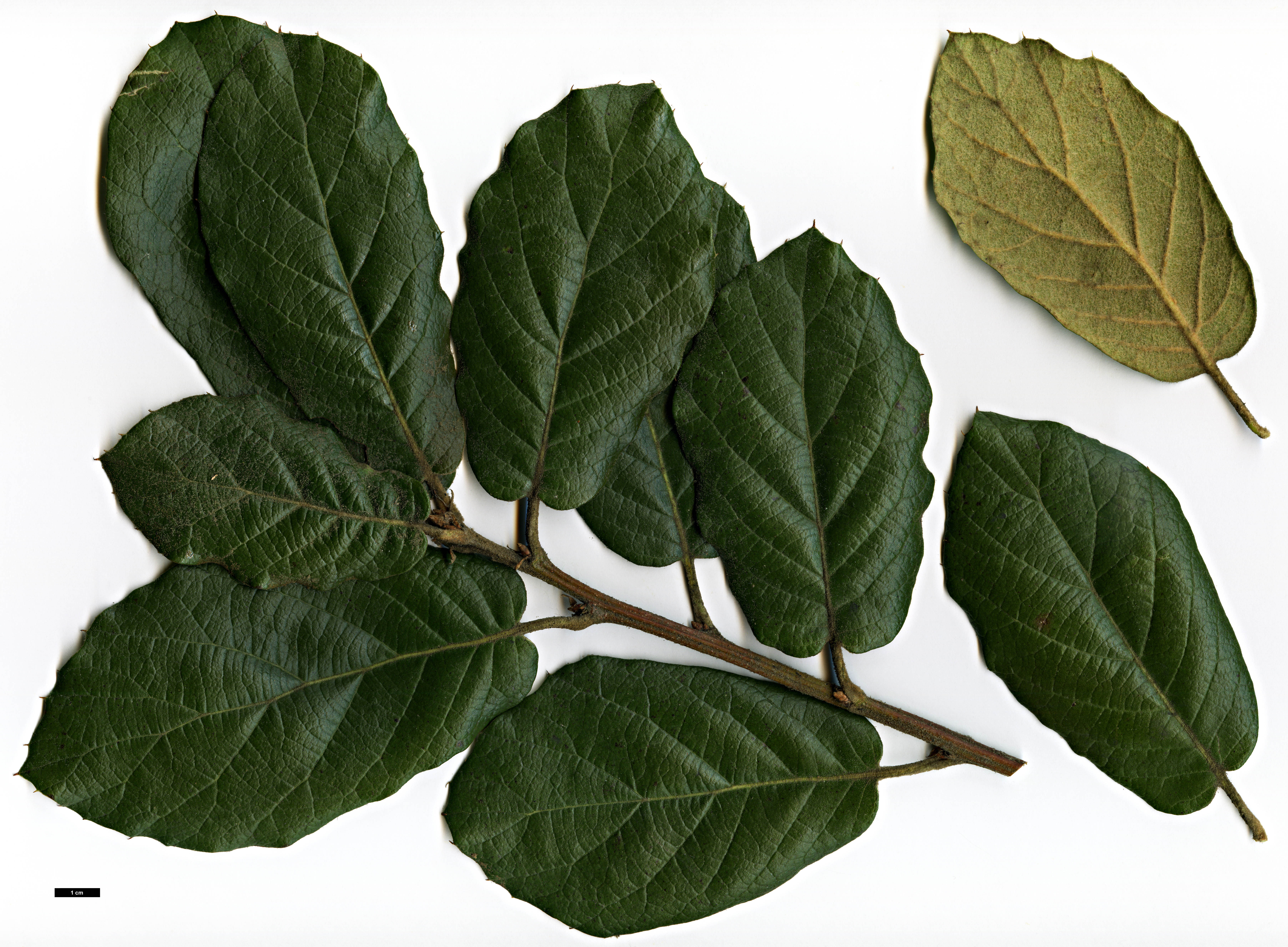 High resolution image: Family: Fagaceae - Genus: Quercus - Taxon: crassifolia High resolution image: Family: Fagaceae - Genus: Quercus - Taxon: crassifolia