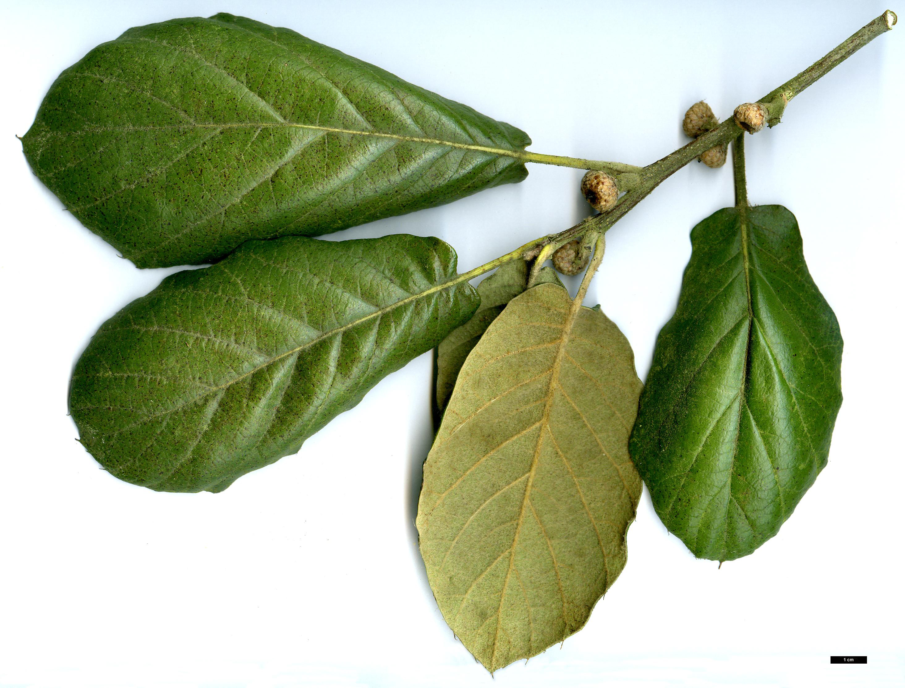 High resolution image: Family: Fagaceae - Genus: Quercus - Taxon: crassifolia High resolution image: Family: Fagaceae - Genus: Quercus - Taxon: crassifolia