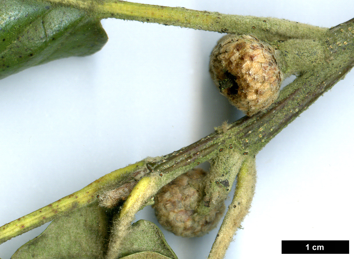High resolution image: Family: Fagaceae - Genus: Quercus - Taxon: crassifolia High resolution image: Family: Fagaceae - Genus: Quercus - Taxon: crassifolia