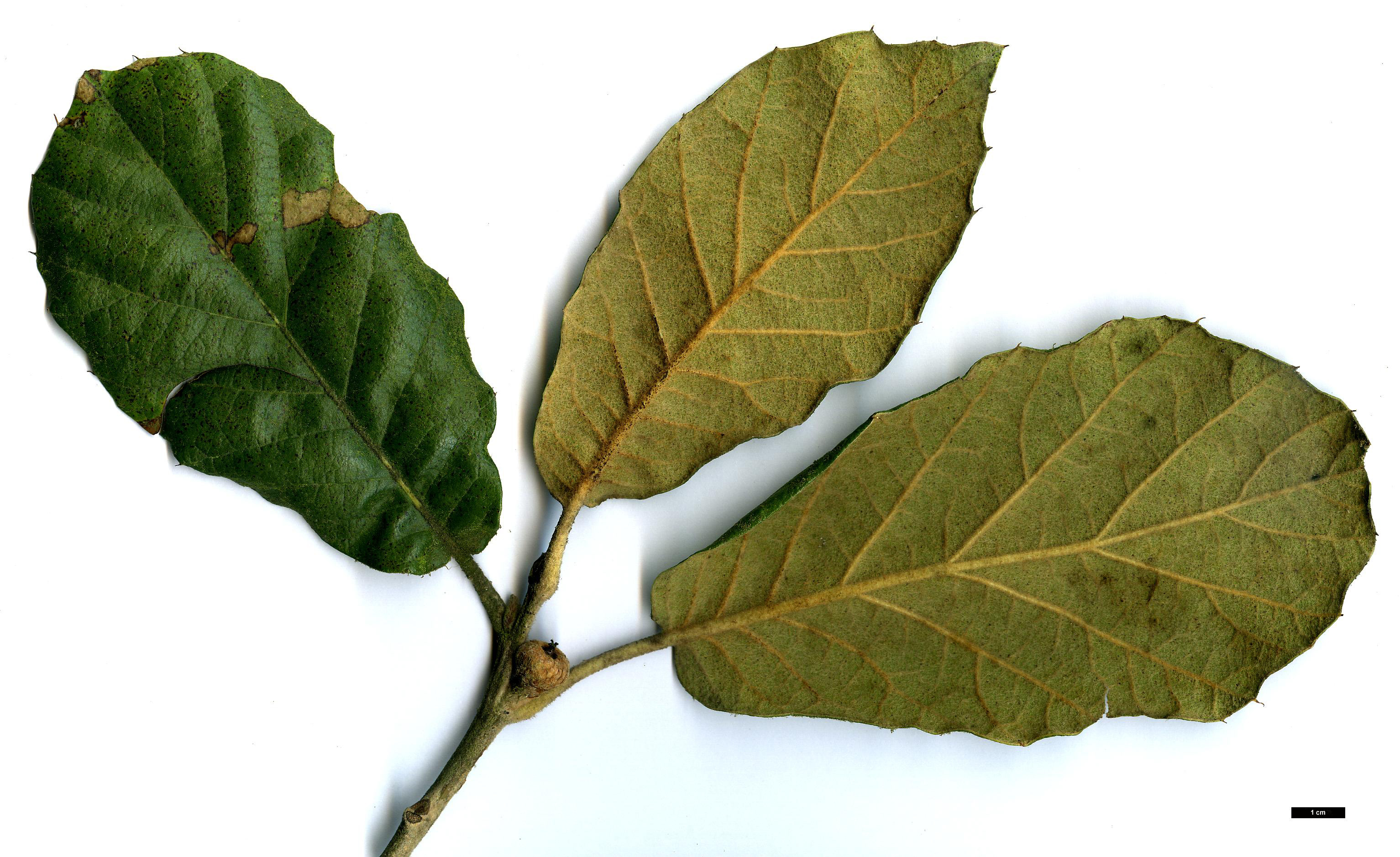 High resolution image: Family: Fagaceae - Genus: Quercus - Taxon: crassifolia High resolution image: Family: Fagaceae - Genus: Quercus - Taxon: crassifolia